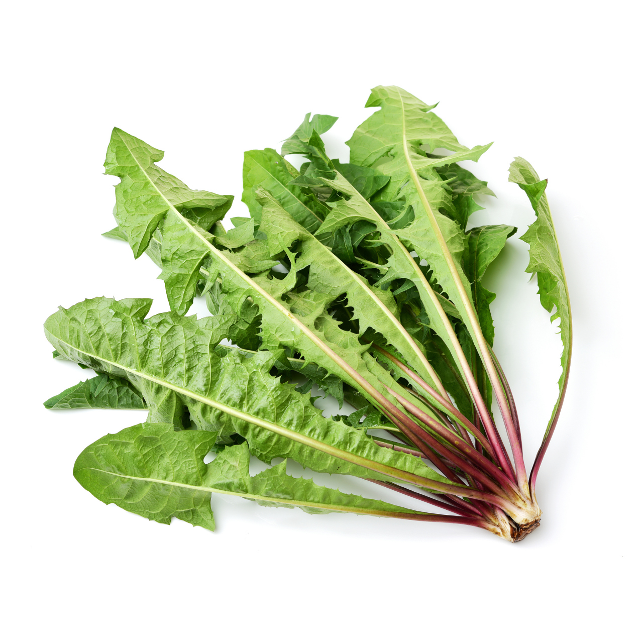 蒲公英叶的功效与作用    1,消痛散结    蒲公英叶可以很好的帮助我们