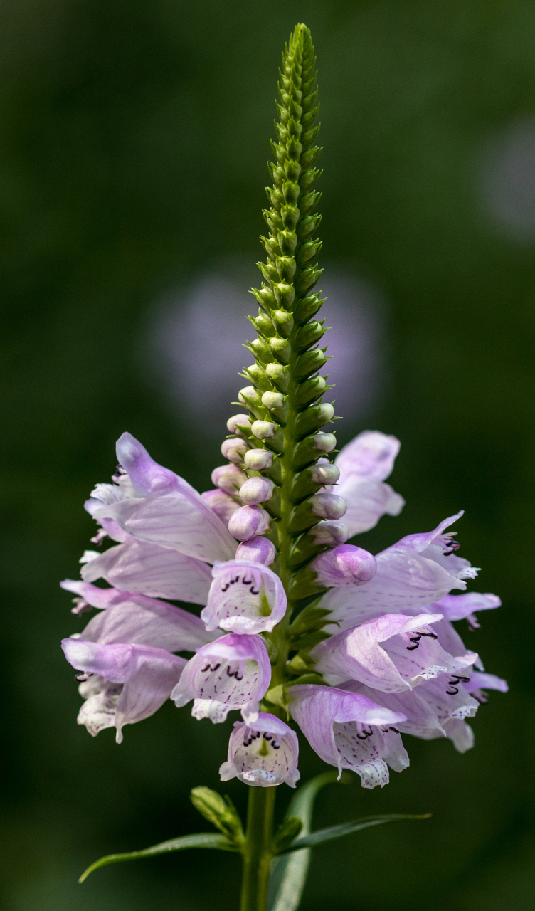 随意草的叶子柔软而细长,呈现出明亮的绿色,散发出一种自然的气息.