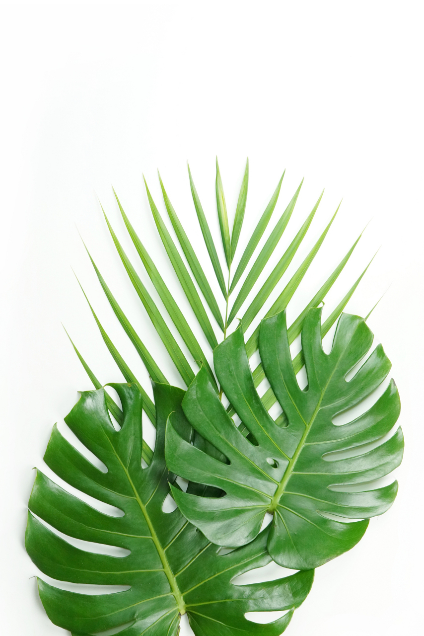 [鲜花] 龟背竹需湿润不积水土壤,浇水频率因季节,湿度,温度及土壤类型