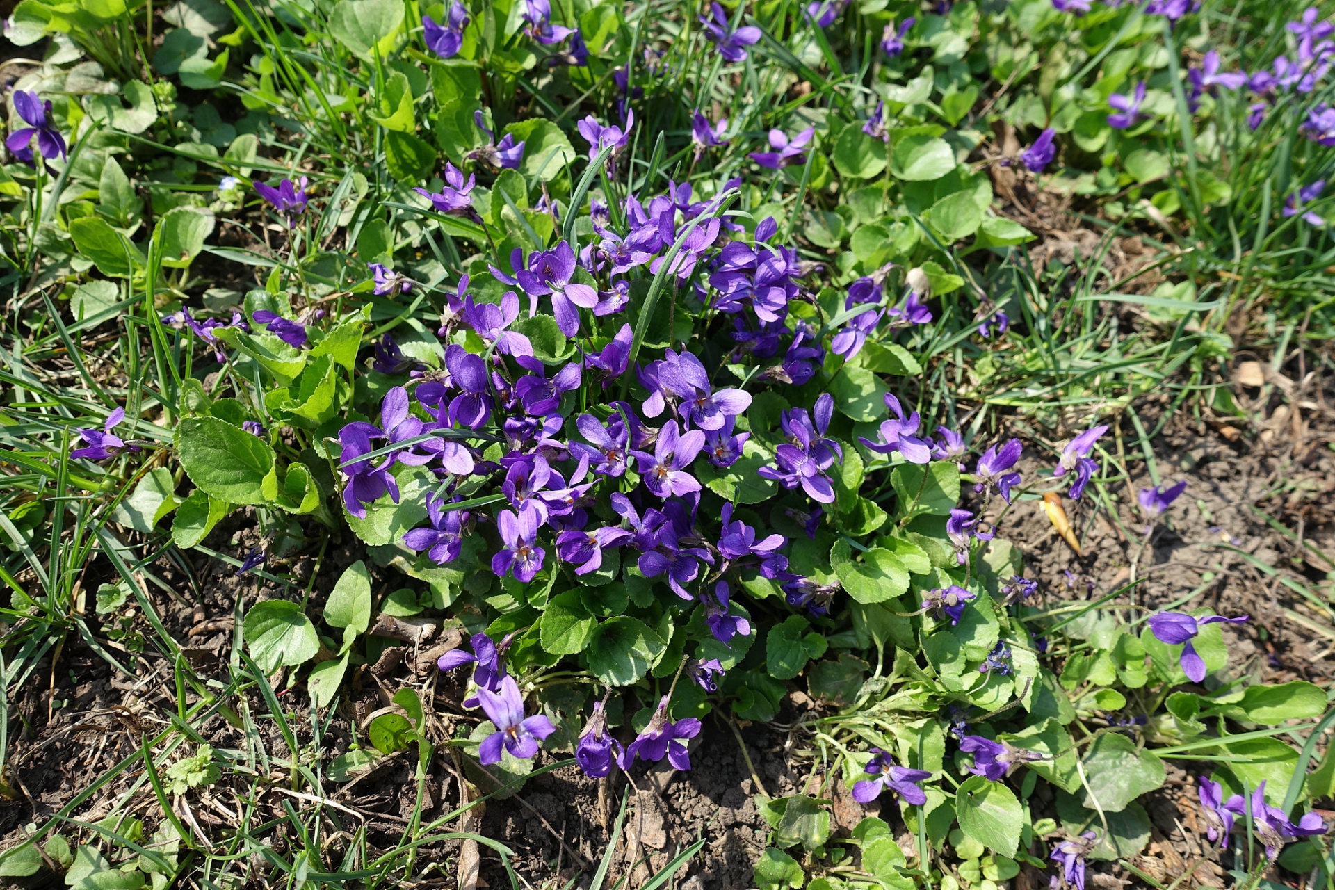 俗称"化毒草",想不到大路边就有不少,那么你见过吗?来看看!