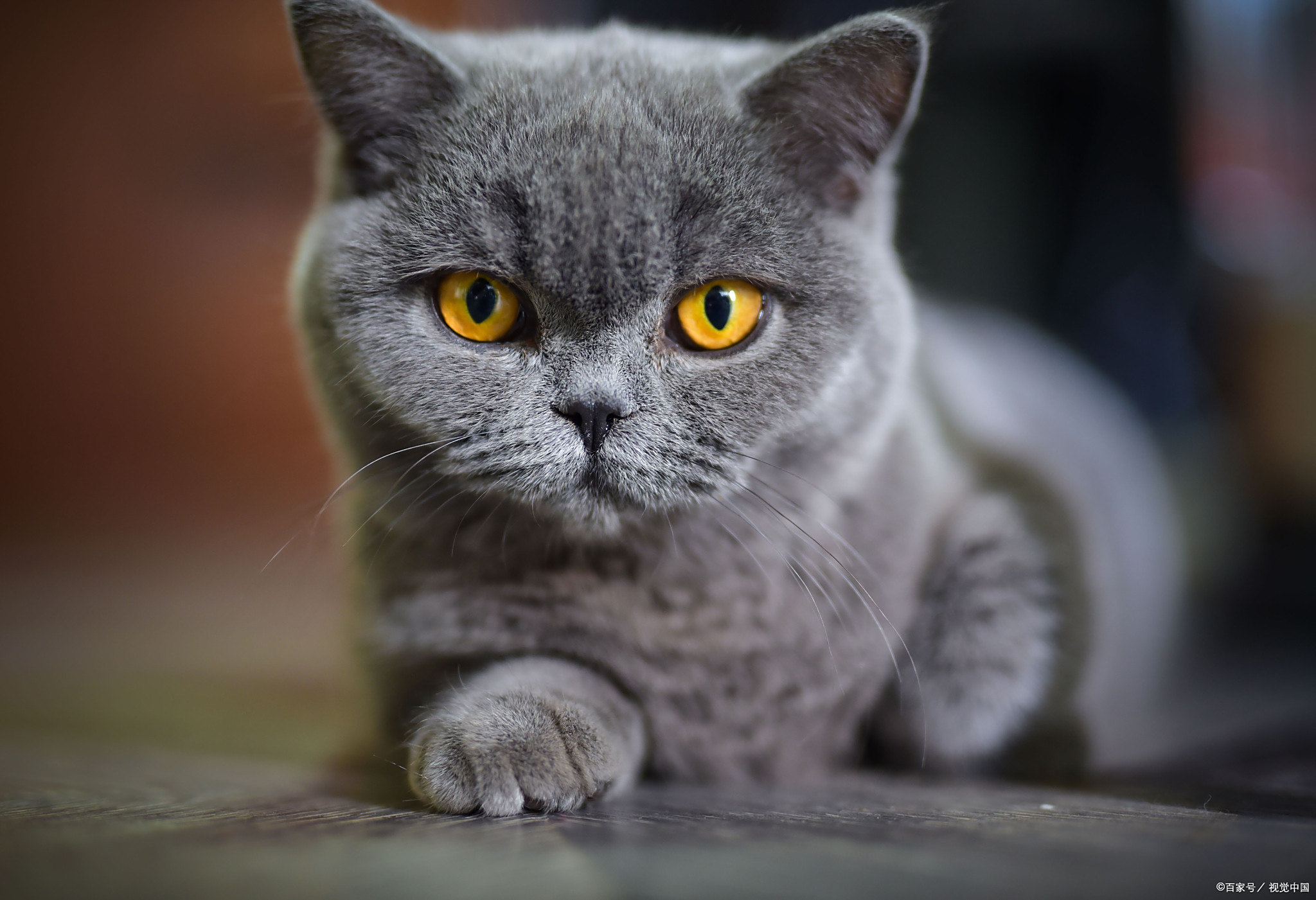 今日待领养宠物金毛雪纳瑞英短蓝猫