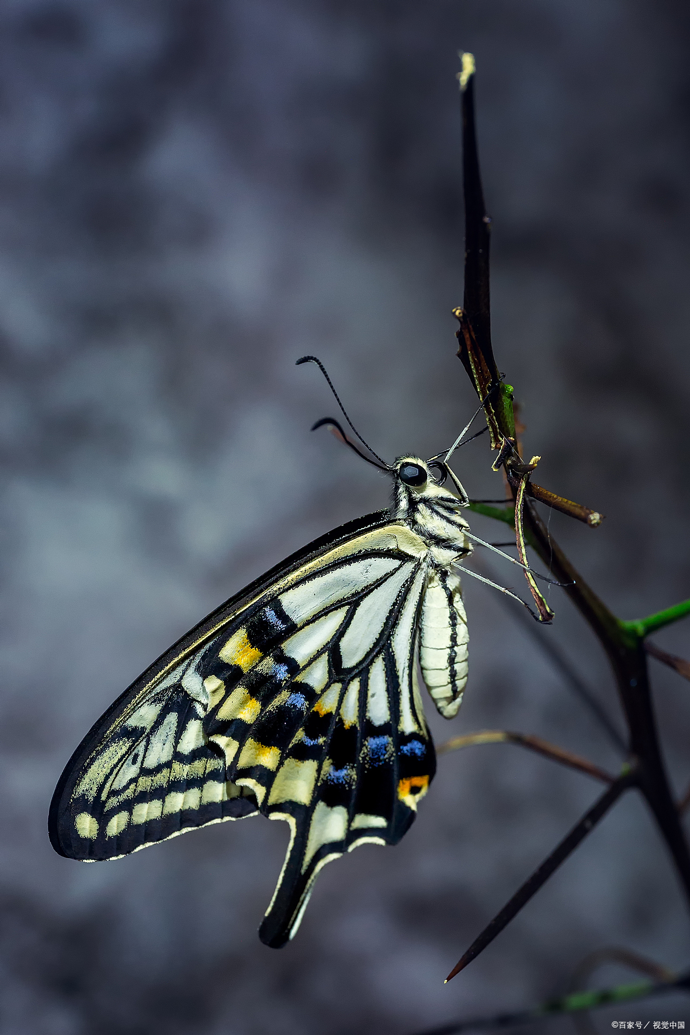 关于蝴蝶,这些空中舞者,它们到底偏爱哪些美食呢?