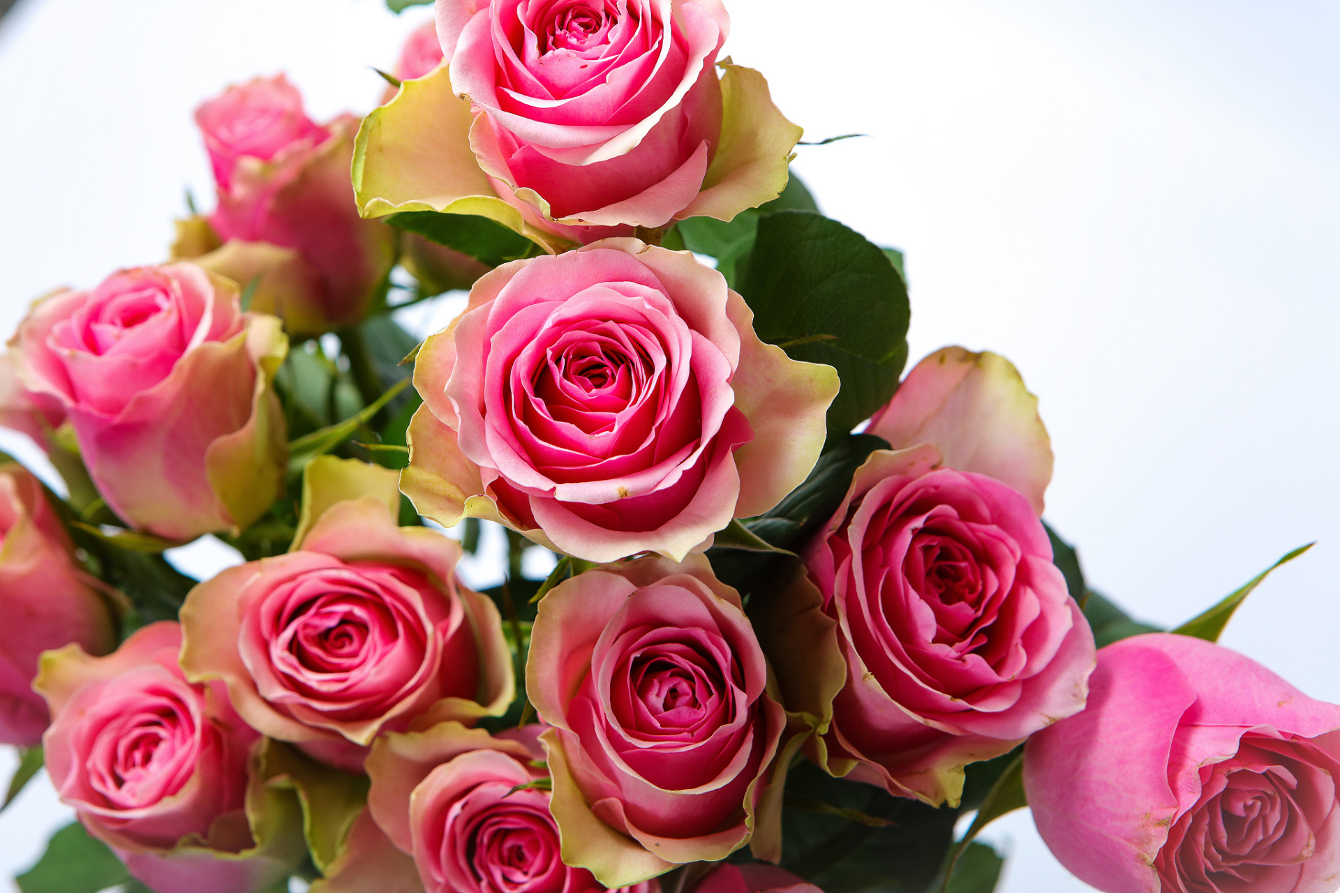 玫瑰花品种繁多,花色,花型和花香各异,具有观赏,食用和美容等多种用途