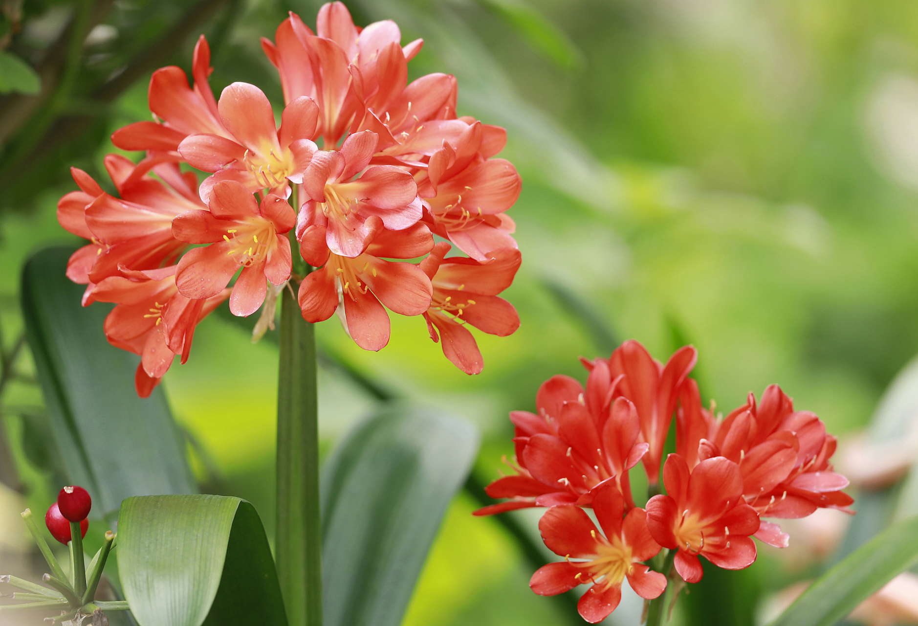 为了确保君子兰的健康和良好生长,选择合适的土壤至关重要.