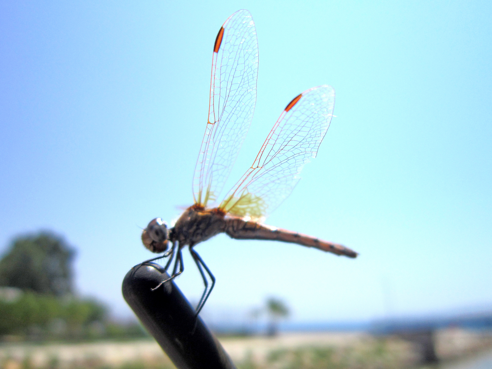 蜻蜓飞行时翅膀扇动次数比其他昆虫少,速度则快得多.