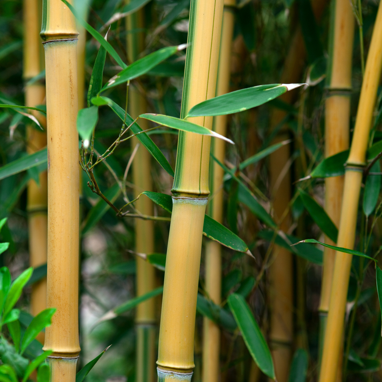 楠竹与毛竹是竹类植物中的独特品种,虽在外观,生长环境和用途上有所不