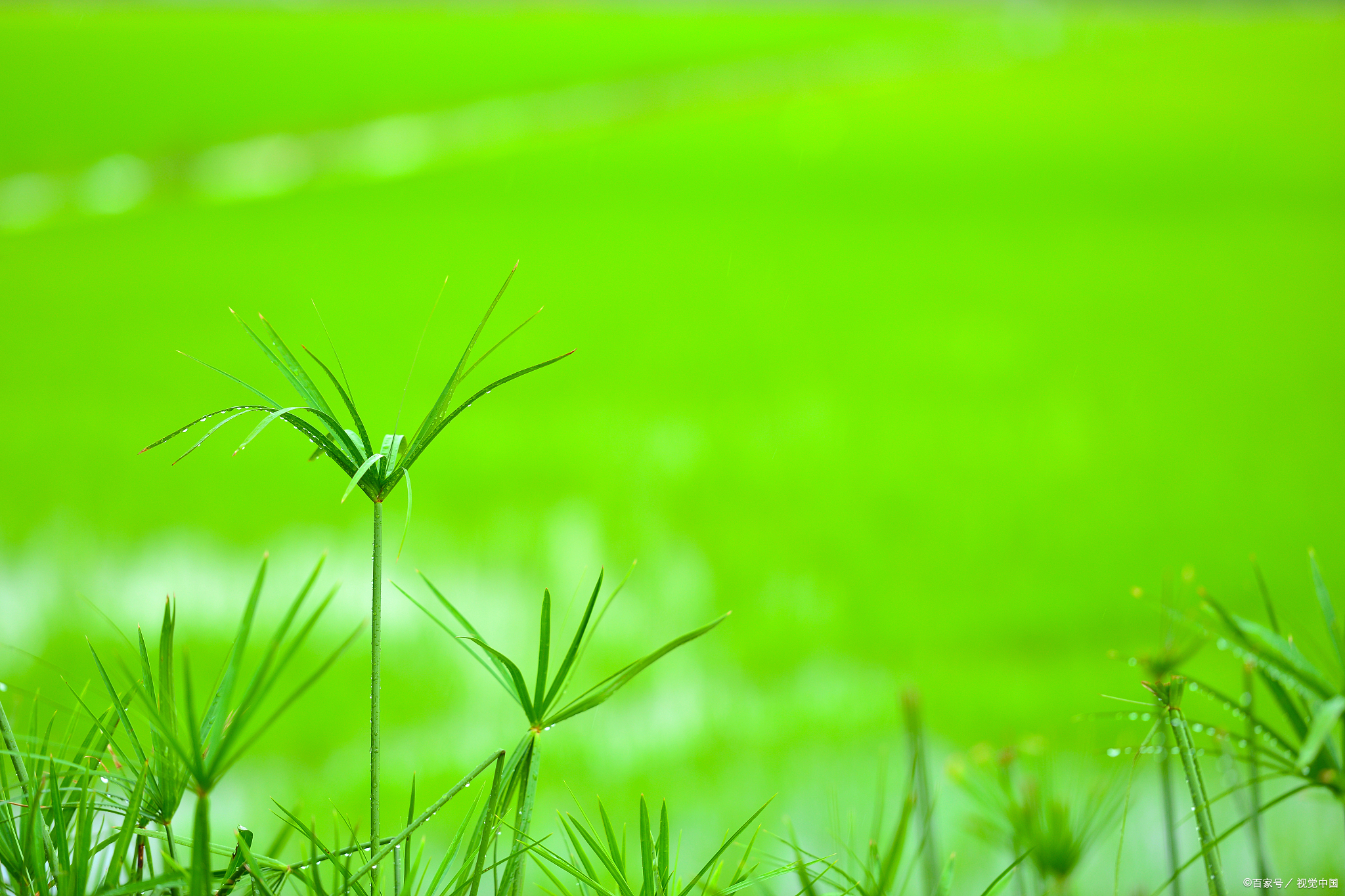 电脑屏保换成绿色,真的能缓解视疲劳?