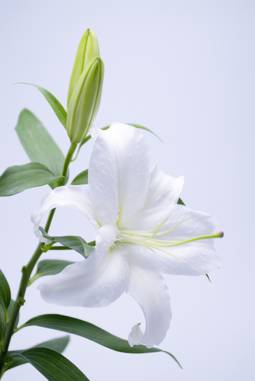 百合的神奇疗效:自然的馈赠 百合,这种优雅而美丽的花卉,不仅以其