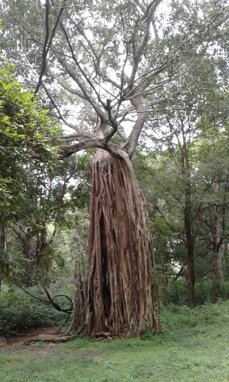 有一种珍奇的树木,人们叫它"普当",意思是"能除污浊的树",即"洗衣树"