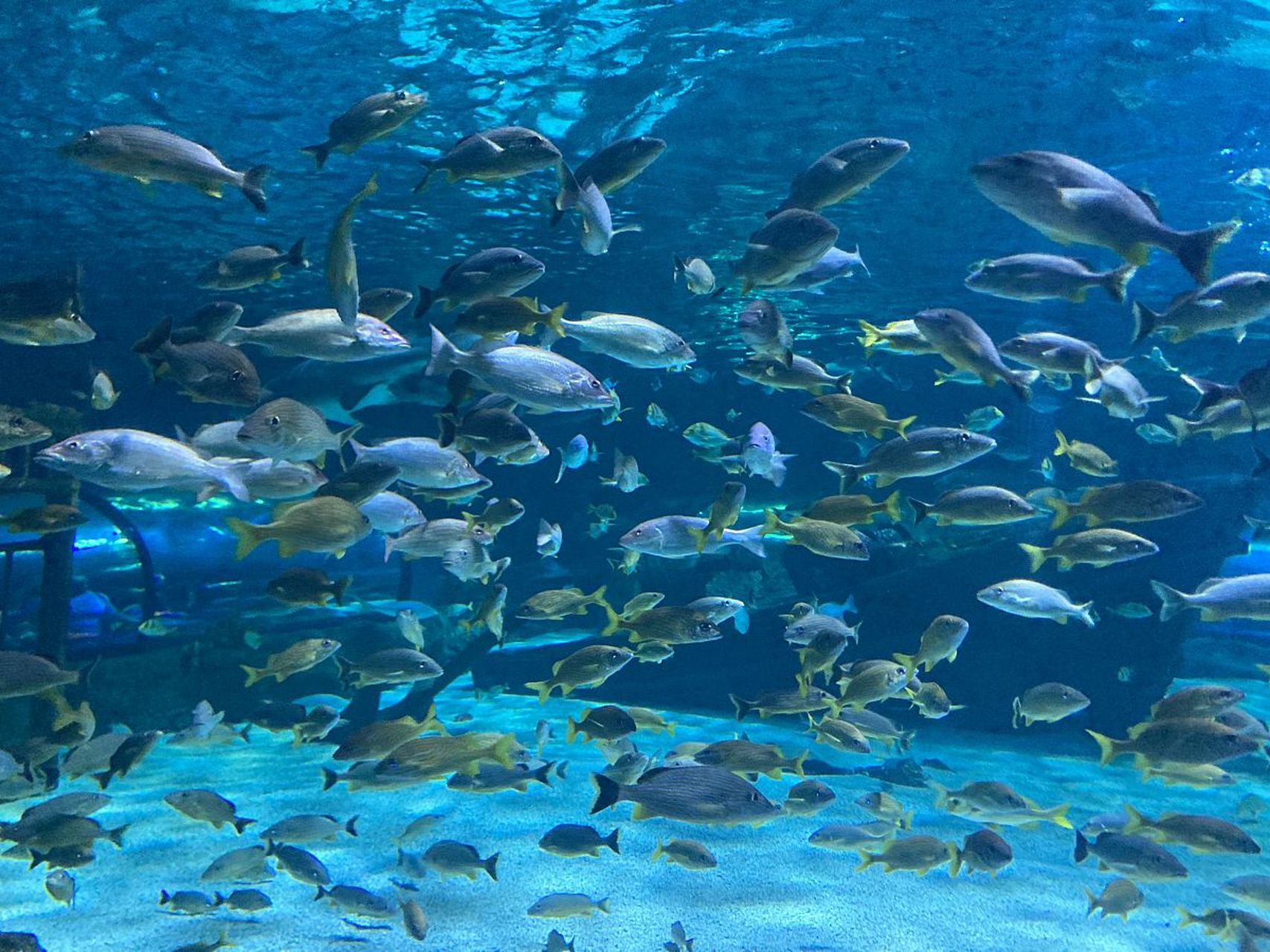 杭州海底世界水族馆图片