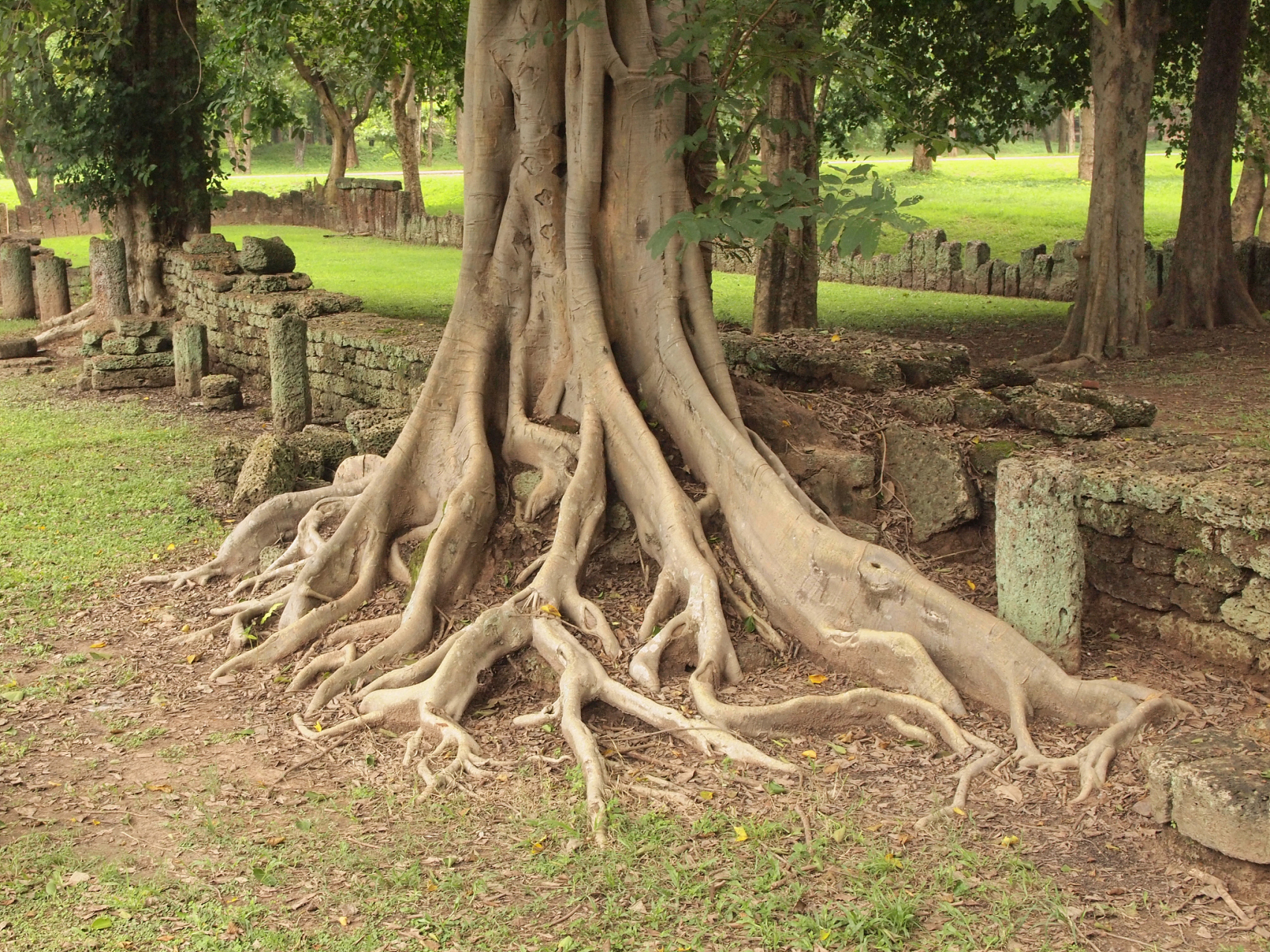 寻找百度ai写手计划# 用什么腐烂树根最佳  1️⃣ 松树根:松树根