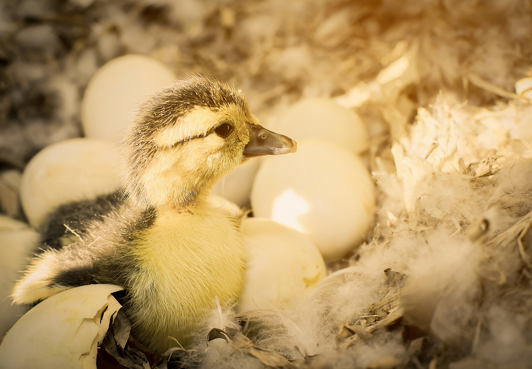 人工孵化小鸭需要合适的孵化设备,稳定的温度,湿度和通风系统.