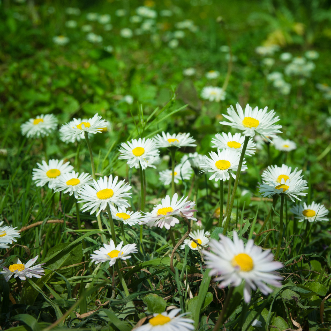 每天一种花草——野菊  野菊,这朵秋天的使者,以其独特的姿态和清新的