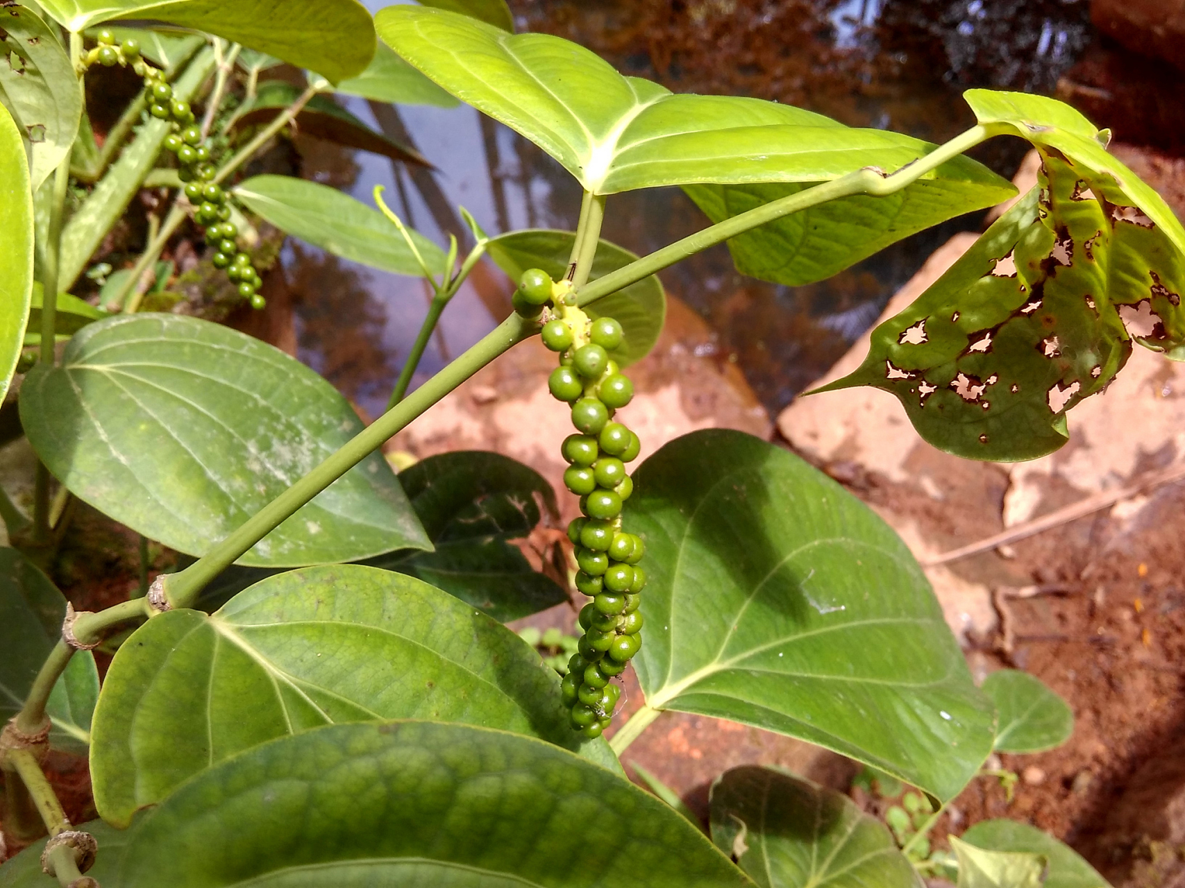 夜交藤性平,味甘,归心经以及肝经.有养血安神,祛风通络的功效.