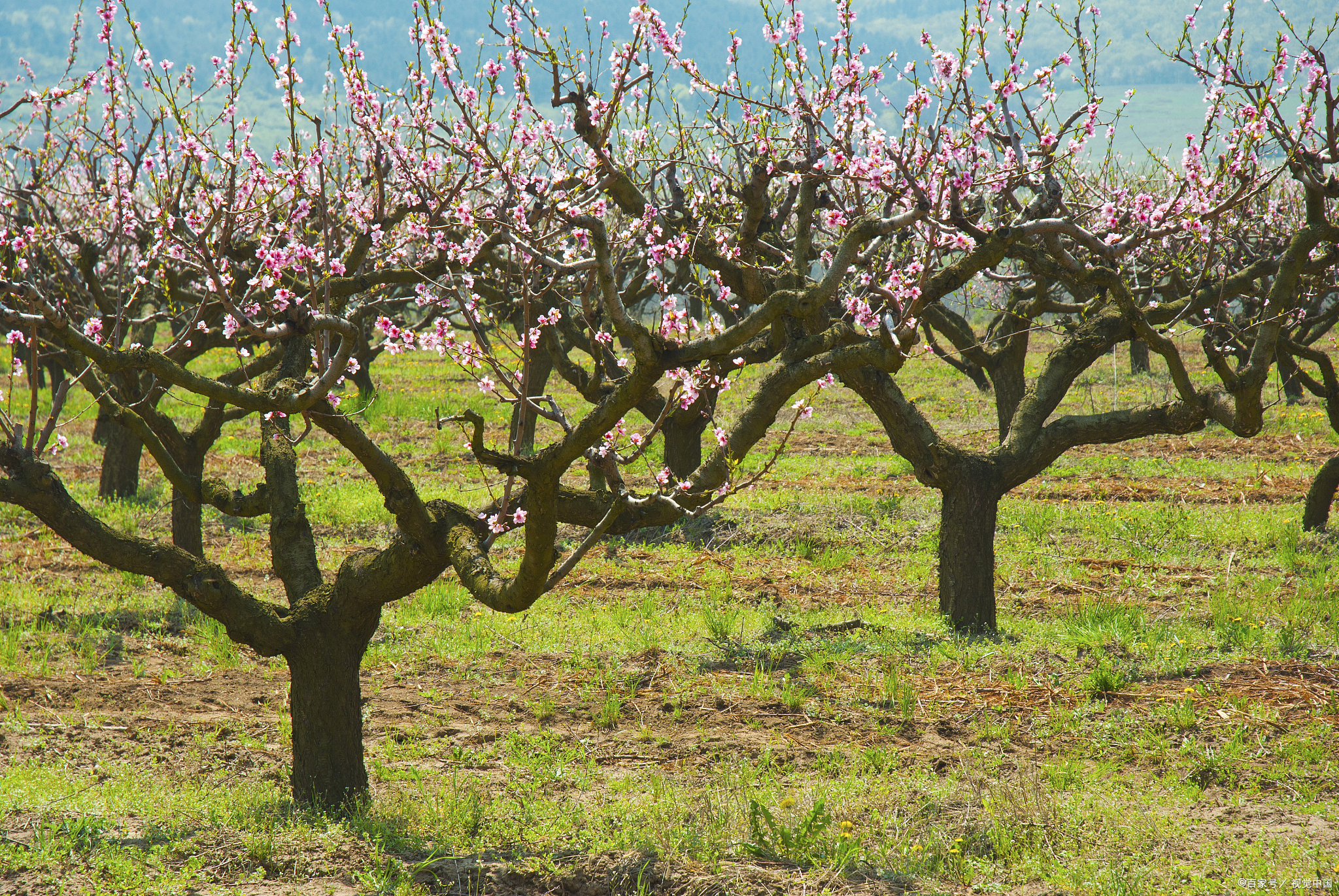 树干桃树图片大全大图桃树长什么样子图片桃树的图片桃树最佳树形桃木