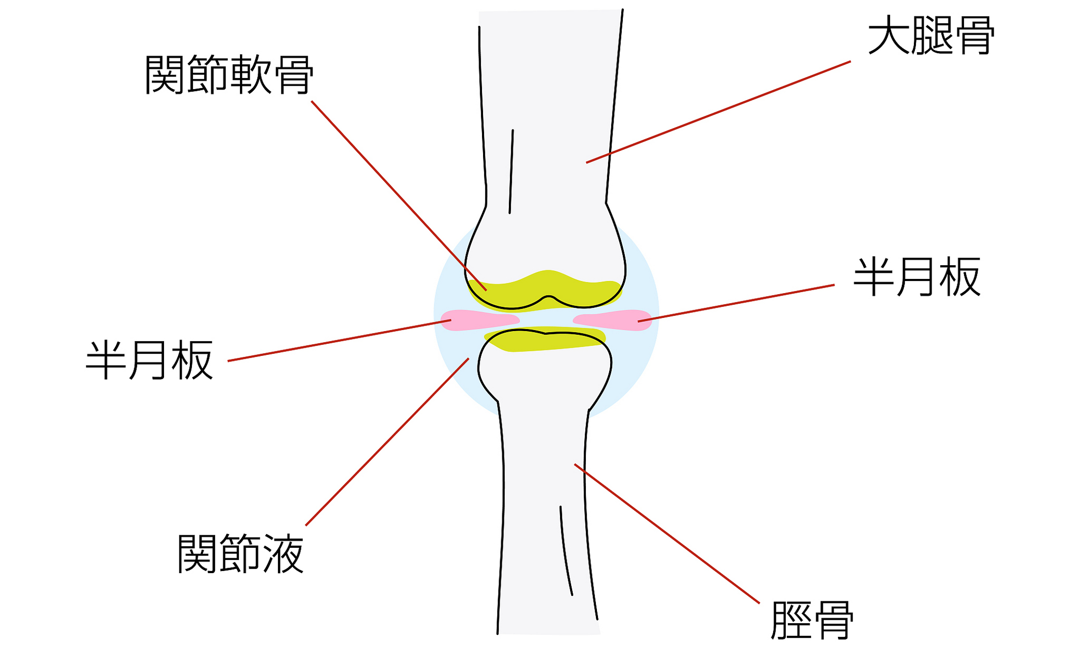 半月板疼痛位置图片图片