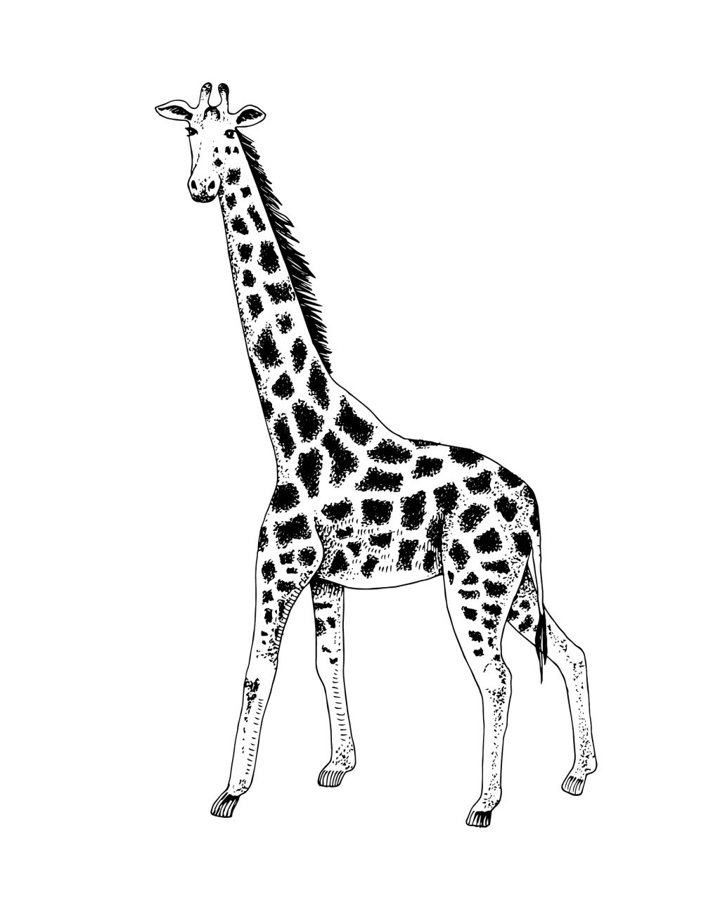 学画长颈鹿简笔画,领略可爱动物与艺术的完美结合!