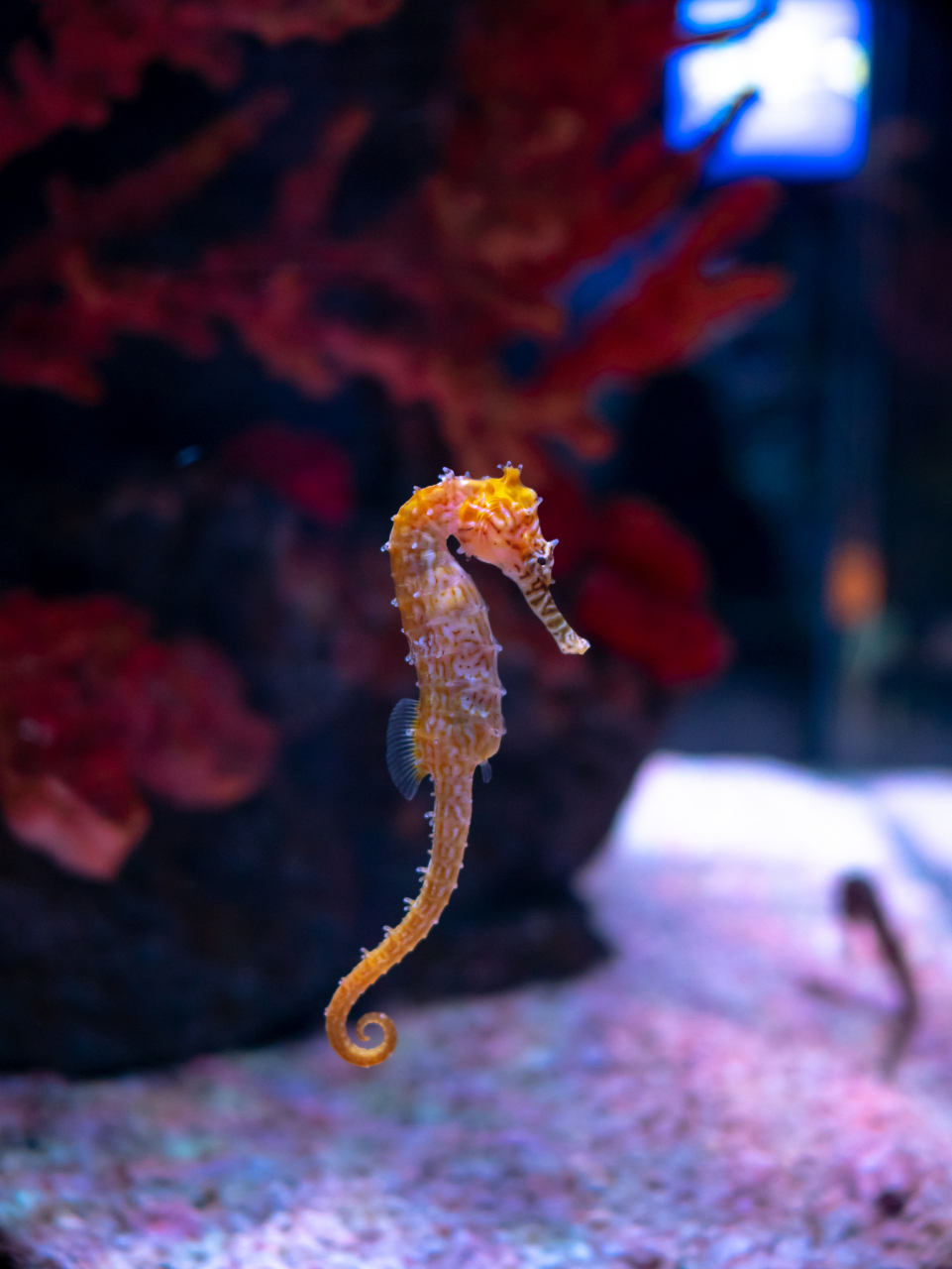 海马,这一奇特的海洋生物,主要栖息在热带和亚热带地区的海域之中.