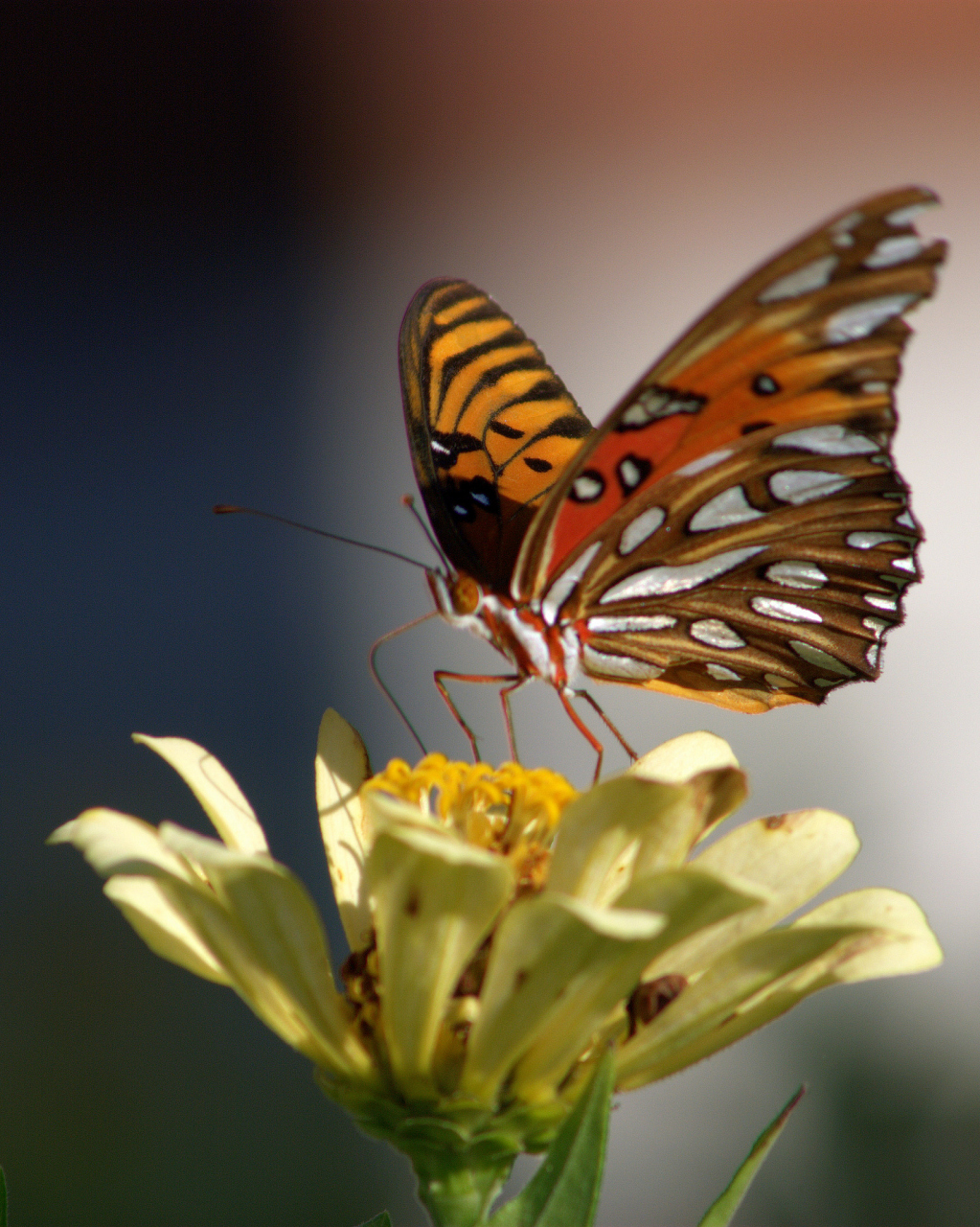 近日,安徽省发现了中国最大的蝴蝶,这一发现引起了广泛的关注和研究.