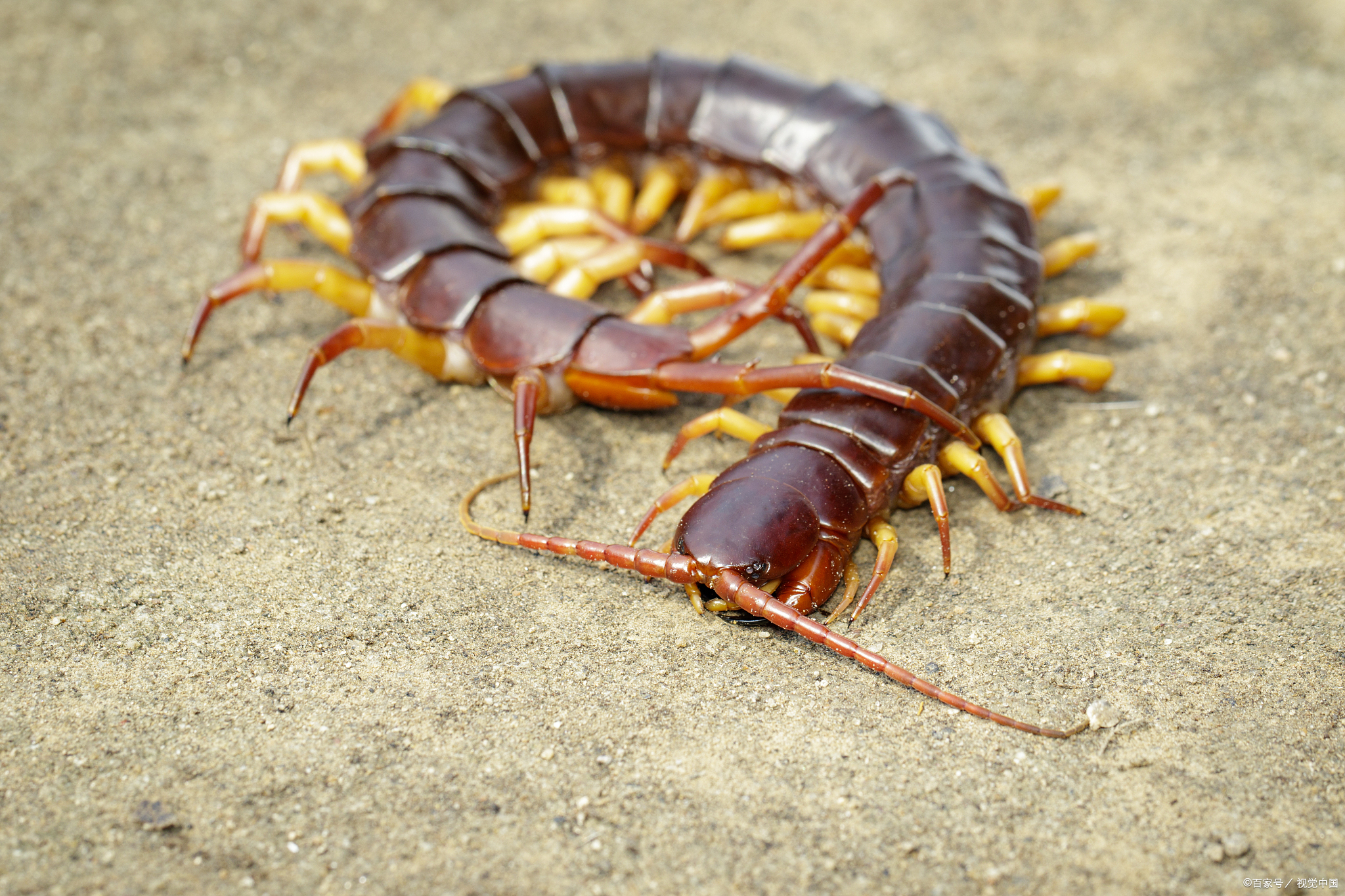 世界10种最毒的毒虫,遇到这种毒虫尽快远离,若不幸咬伤赶紧治疗