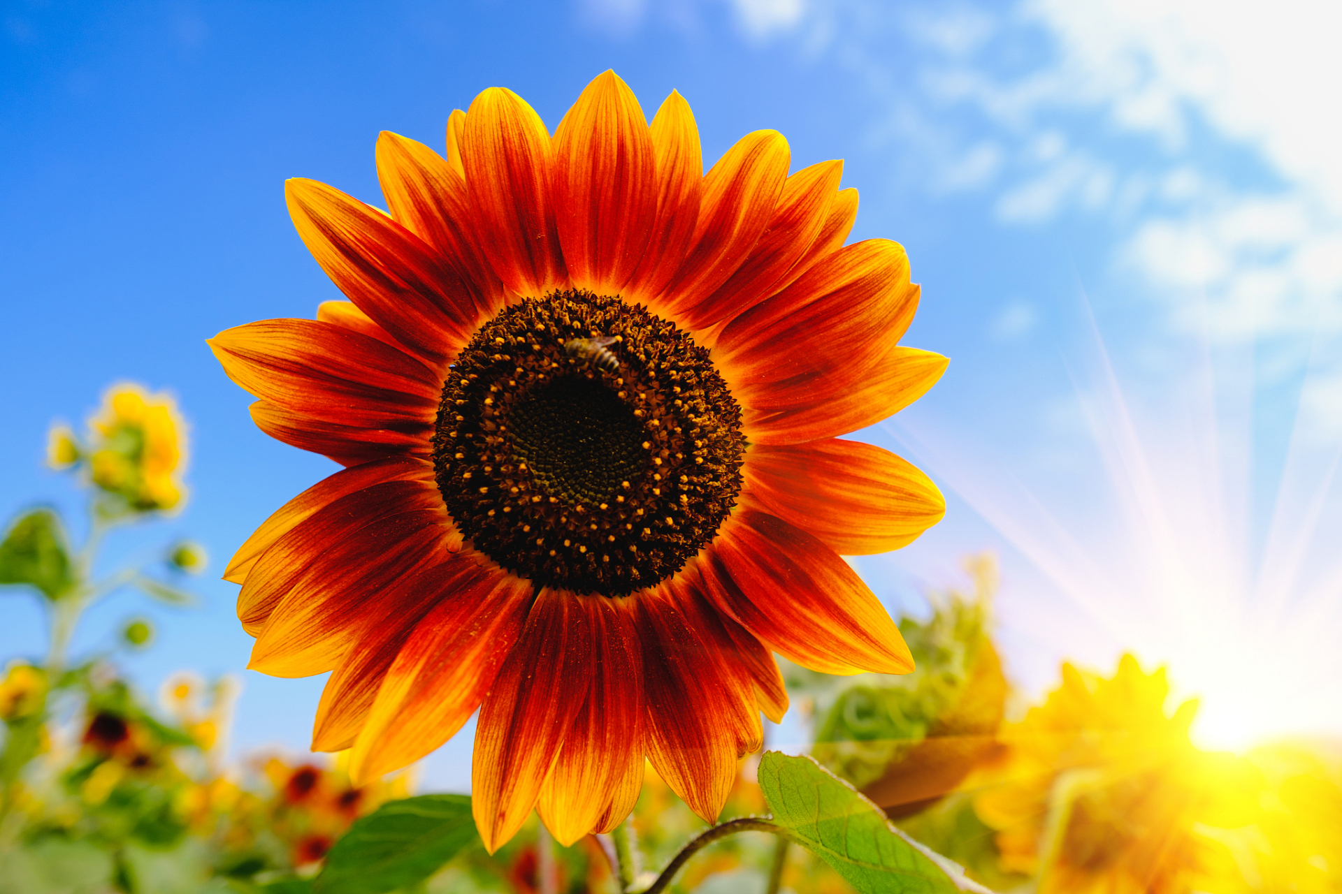 人生的每一个朝阳都最美,伴着旭日去追求永远不后悔.