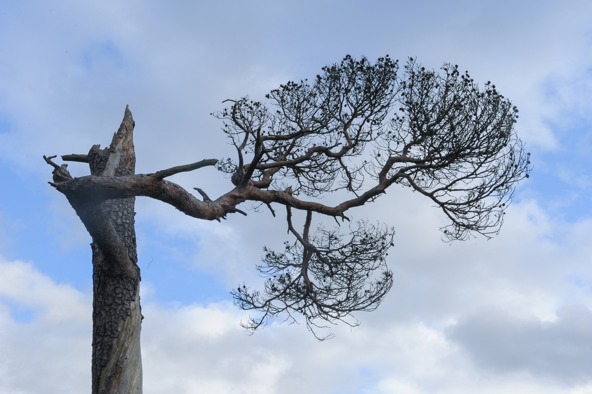 天津一棵树被雷连劈13次屹立不倒!神奇!你相信吗?有一棵树在天津被雷