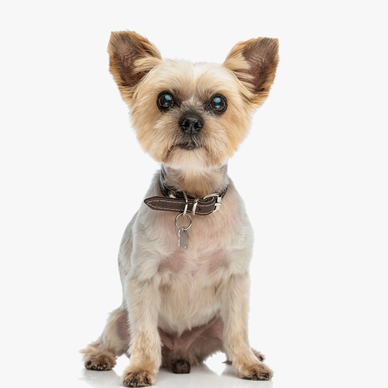 约克夏(yorkshire terrier)是一种小型犬种,其毛色可能会在成长固程