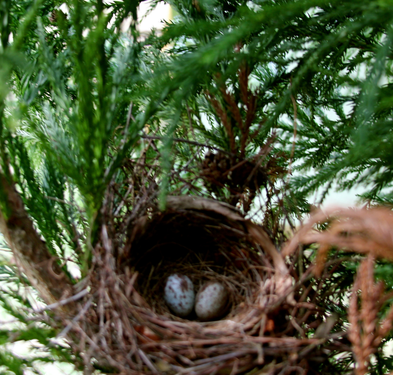 一隻鳥飛到樹上,問: