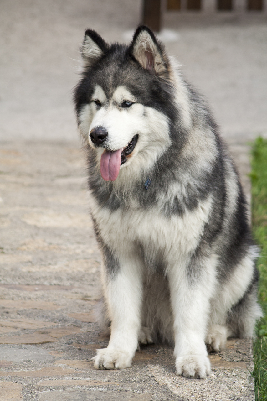 99阿拉斯加犬的寿命通常在10到14年之间.