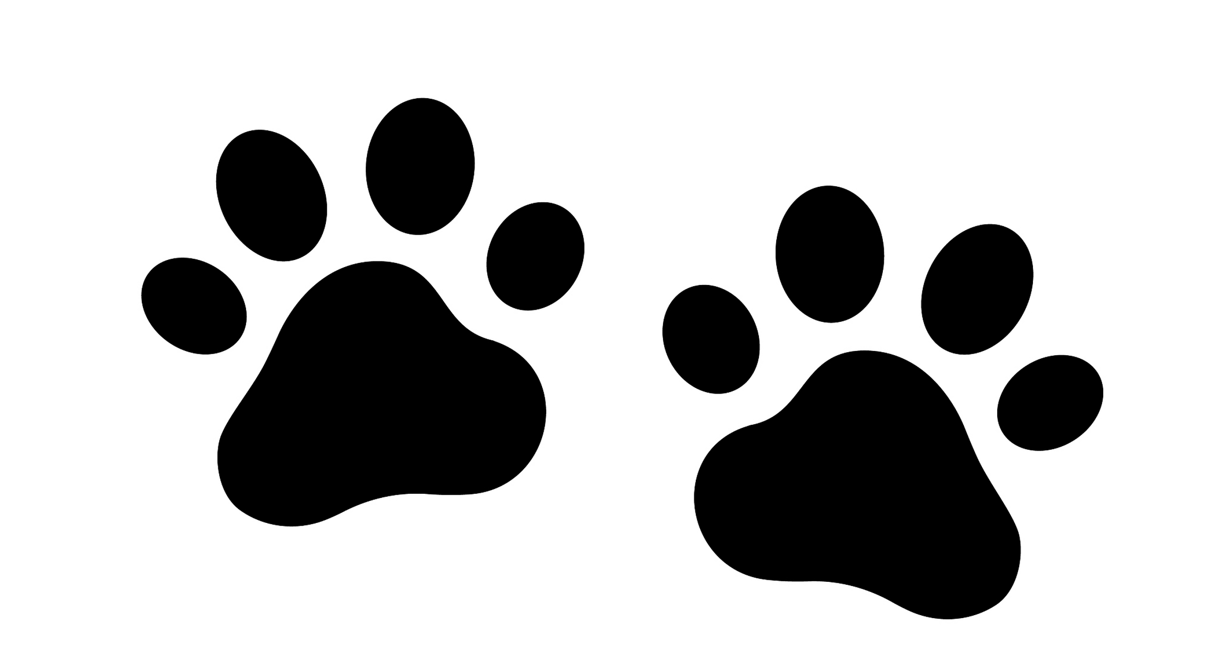 猫爪神功:伸缩自如的武林秘籍  你知道吗,猫咪们的爪子可是有着神秘的