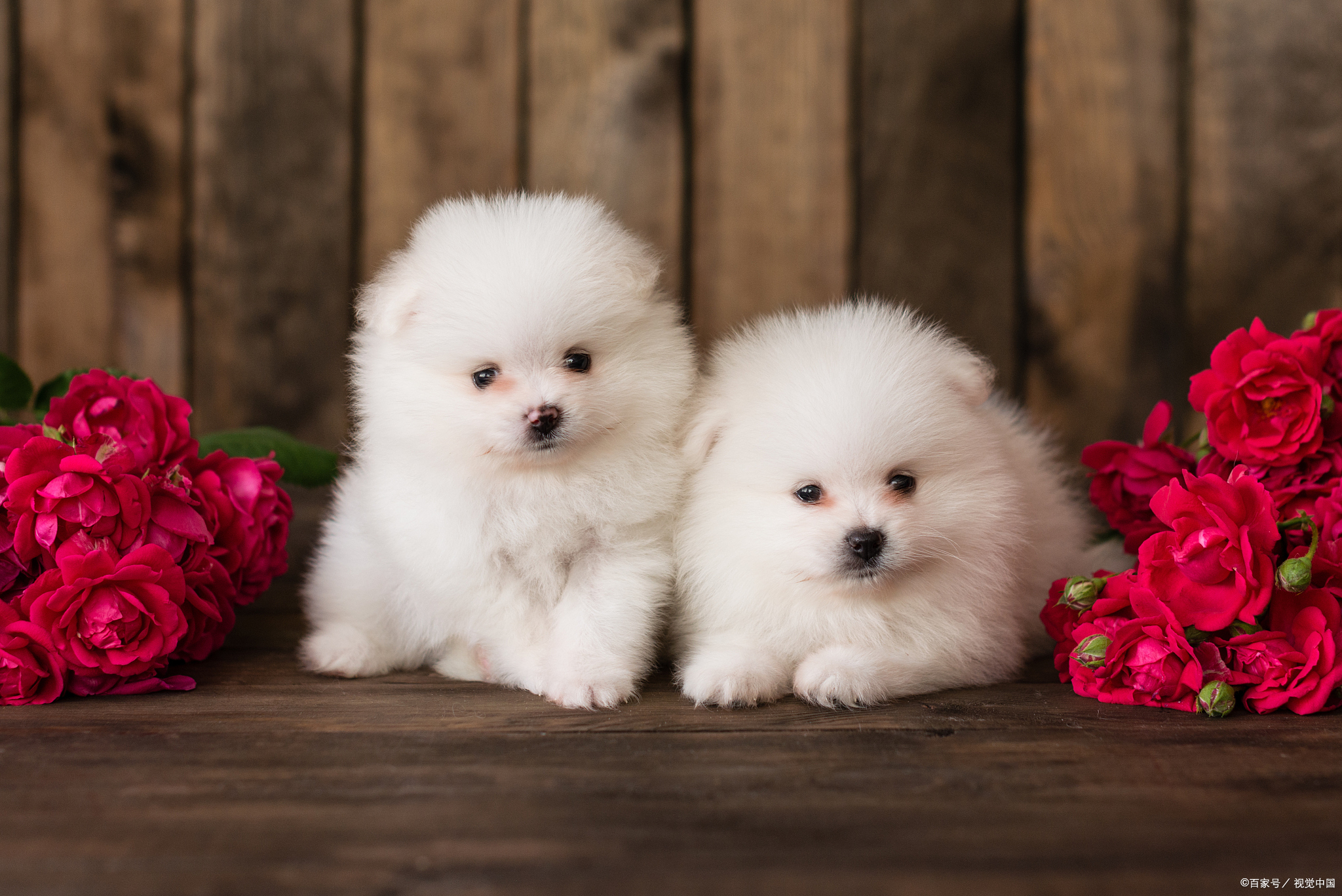 寿命有多长?一篇文章带你了解这种迷你小可爱!