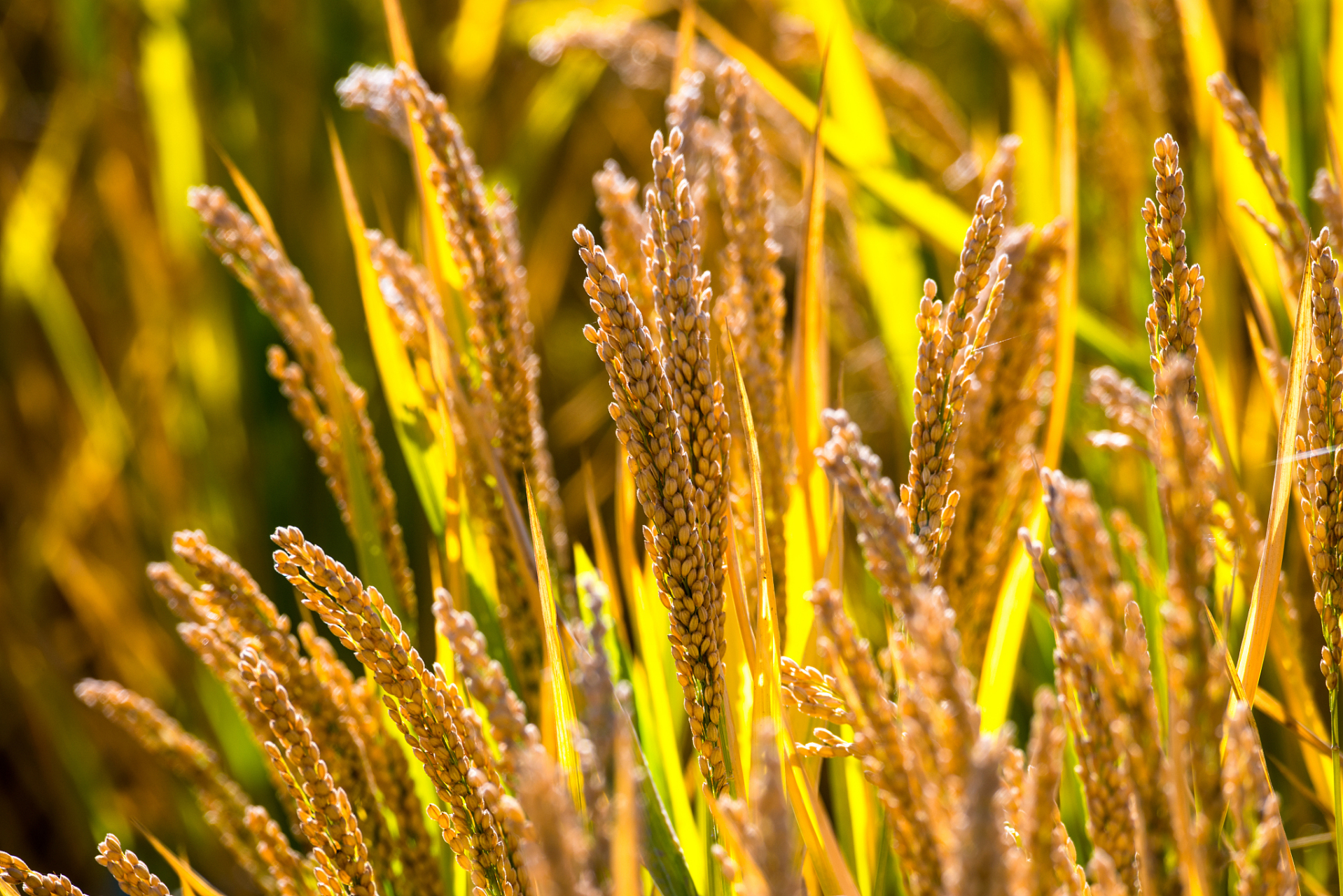 稻黄金对水稻增产吗?