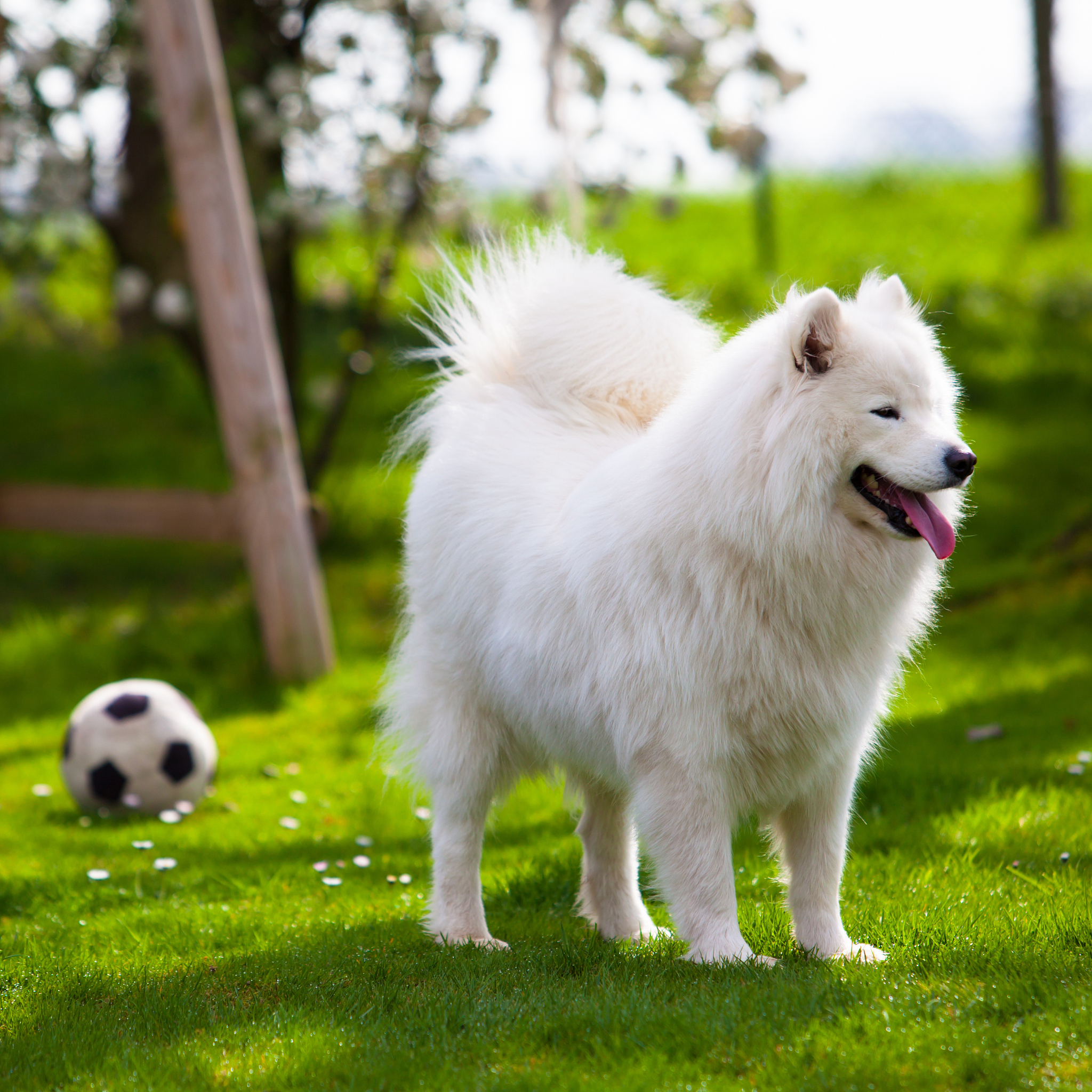 《萨摩耶犬:值得拥有的宠物,了解价格和成本》