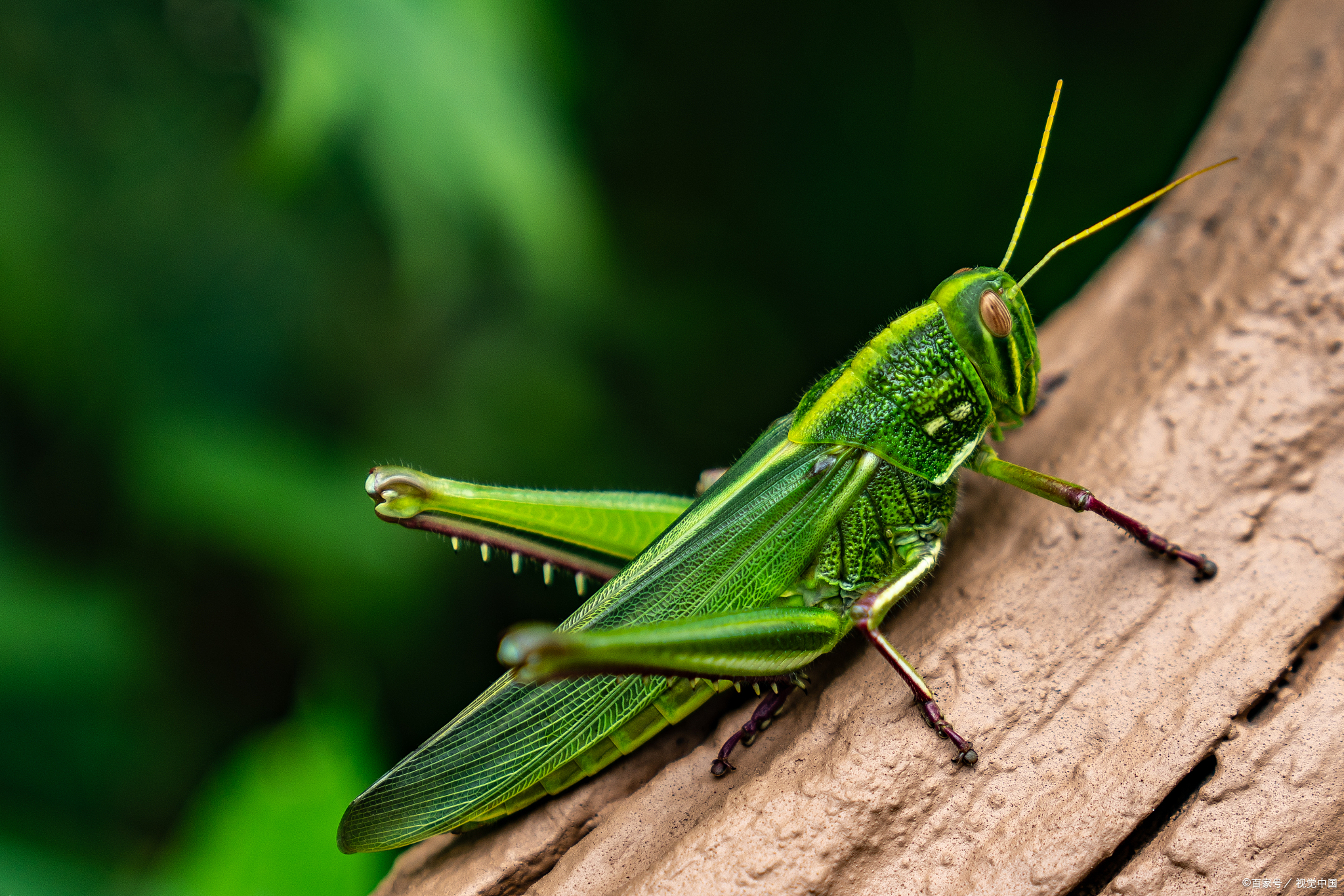 这8种嘎嘣脆的重口味下酒菜,你喝酒的时候,吃过吗?