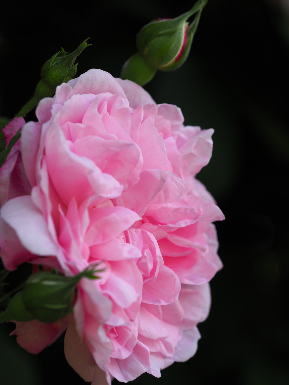 花叶鸽子天竺葵,颜值爆表!粉色花朵如桃花般娇艳欲滴94.