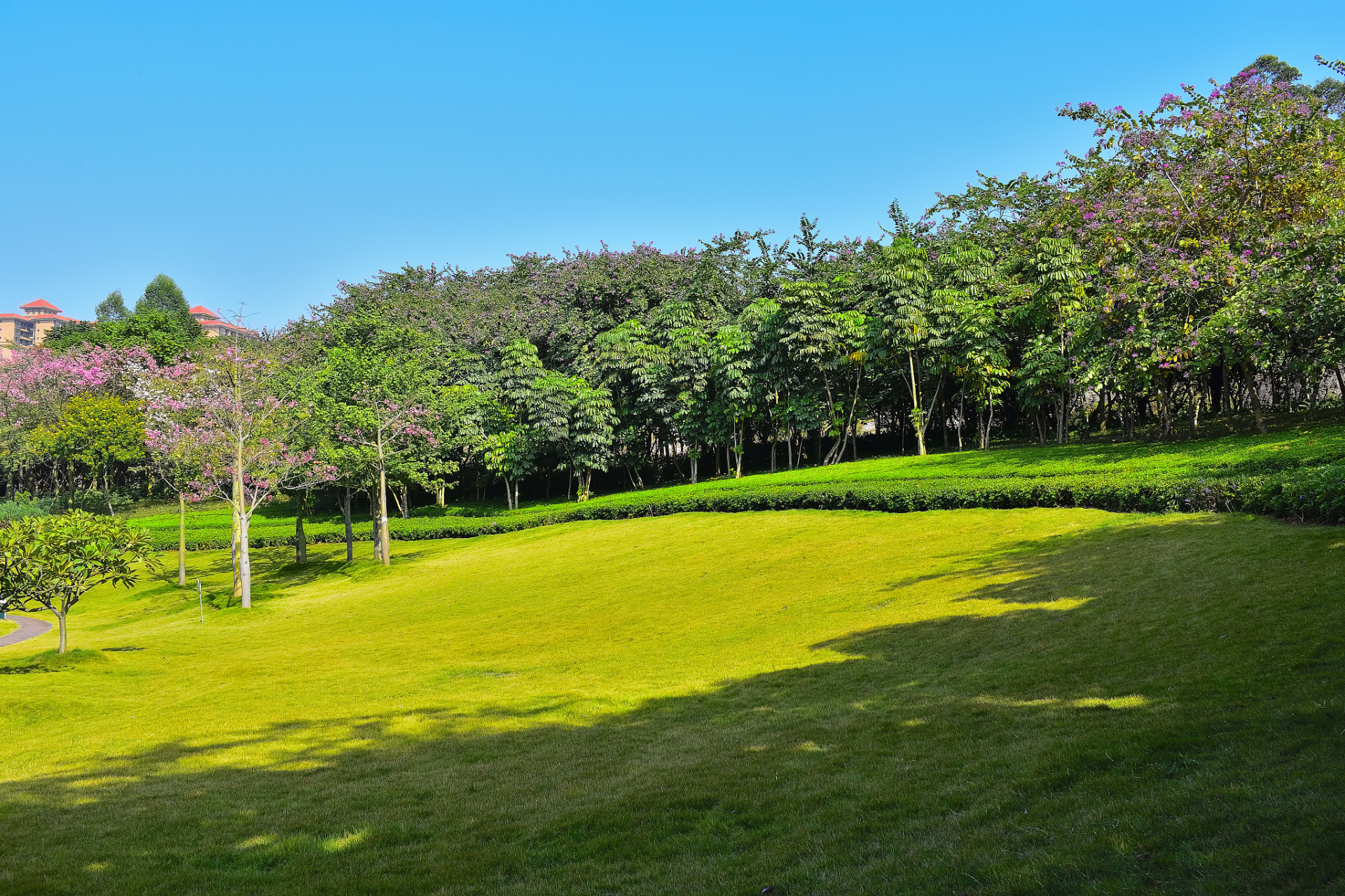 深圳市仙湖植物园,作为春日里一处迷人的旅行目的地,以其丰富多彩的