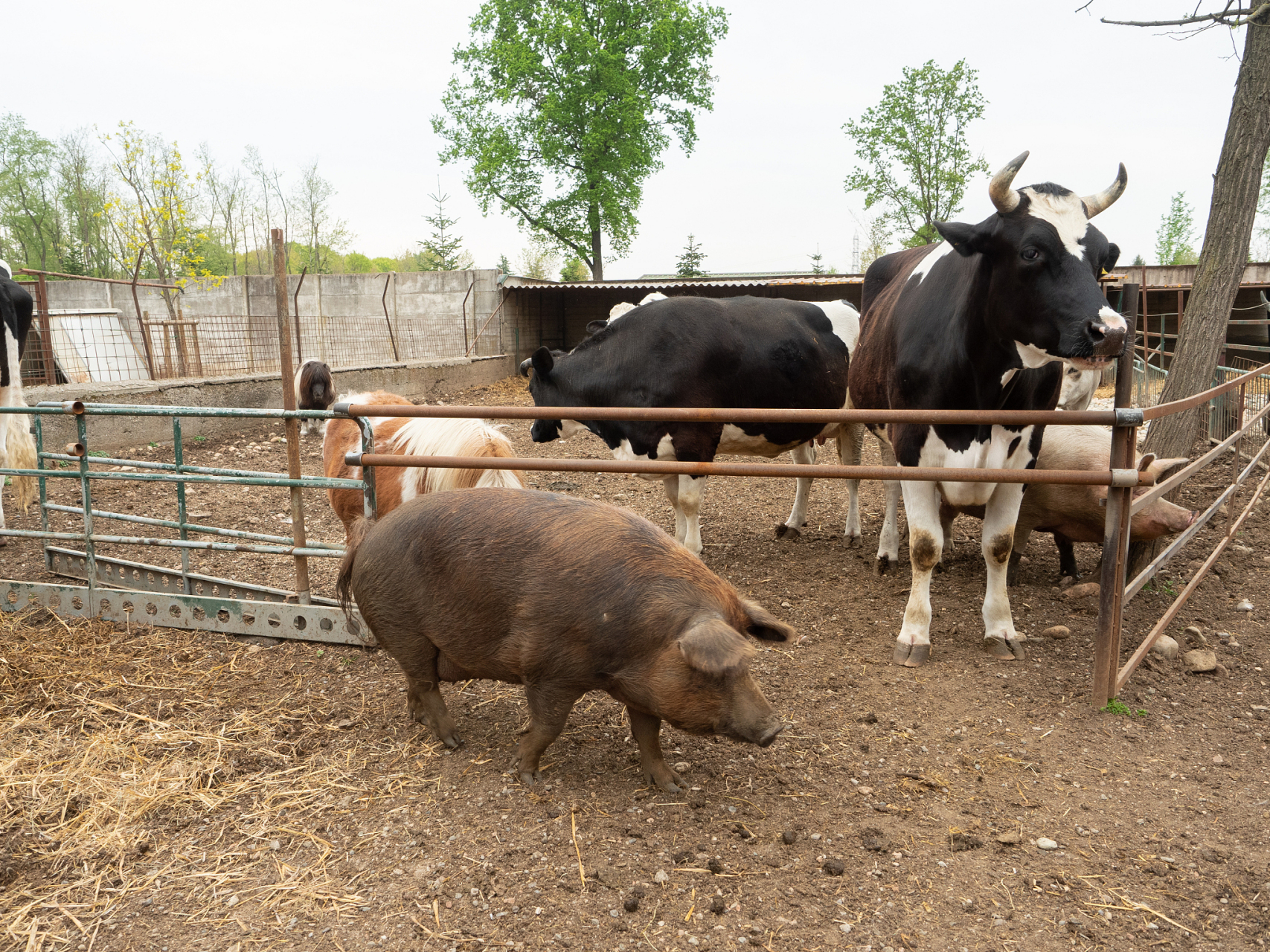 其实单论牛和猪的饲养环境,牛头肉确实比猪头肉更加健康,因为牛食草