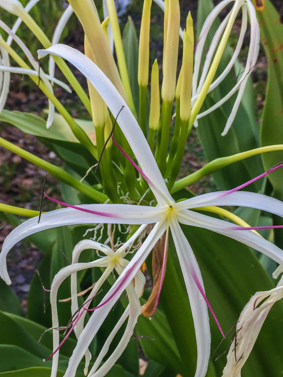百合纲植物是一类多样且独特的植物群体,包括百合科,天门冬科,石蒜科