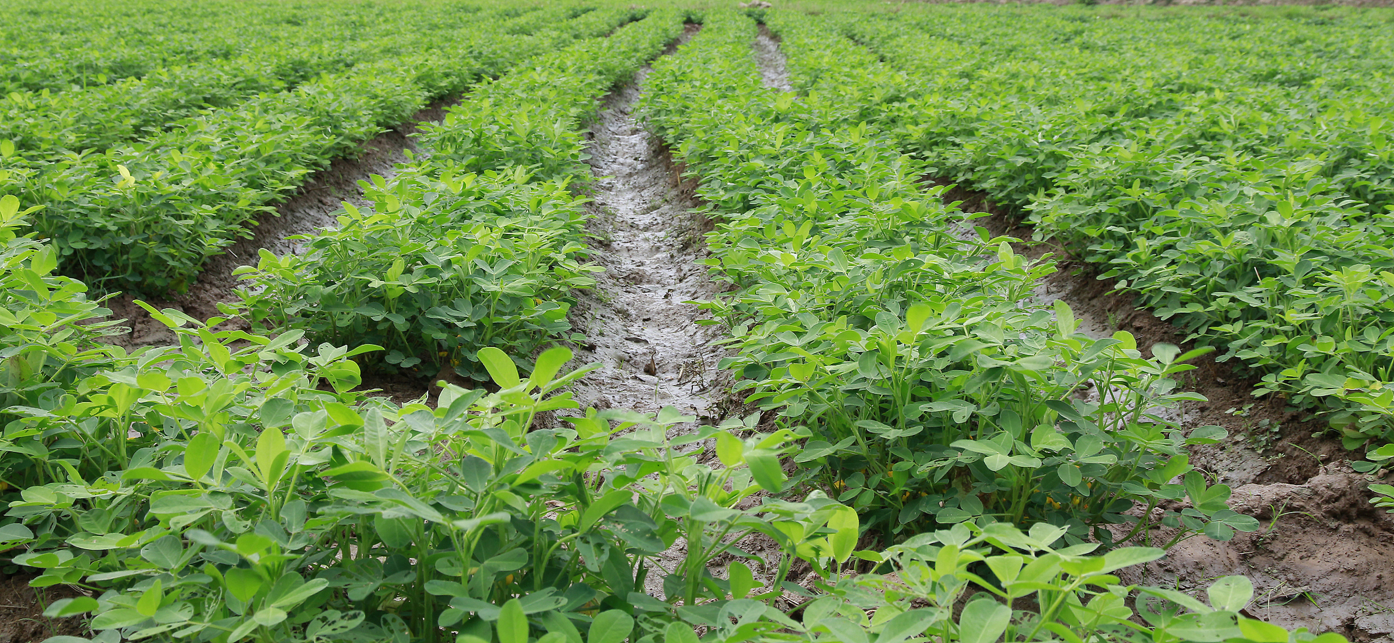 鲁花10号,鲁花11号,8130,花育22号和吨花一号是常见的高产花生品种