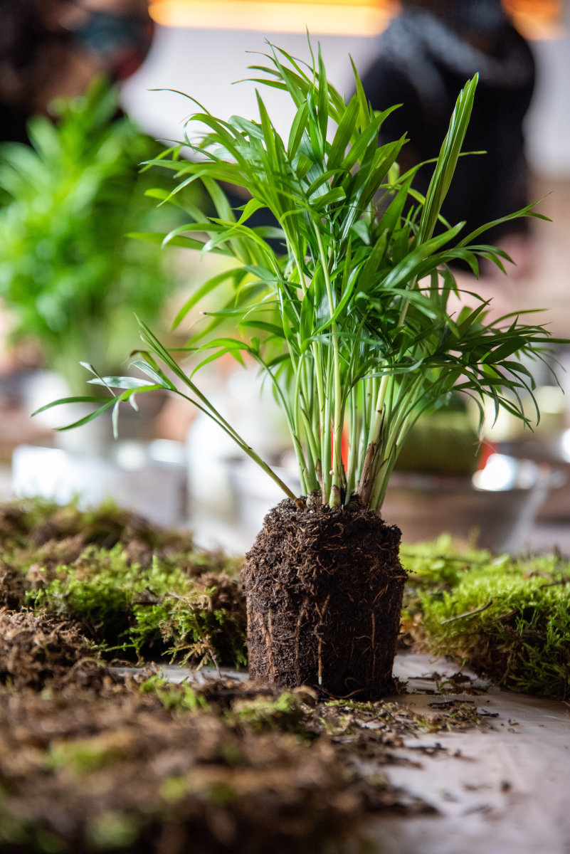 植物图片大全大图 植物图片大全大图唯美