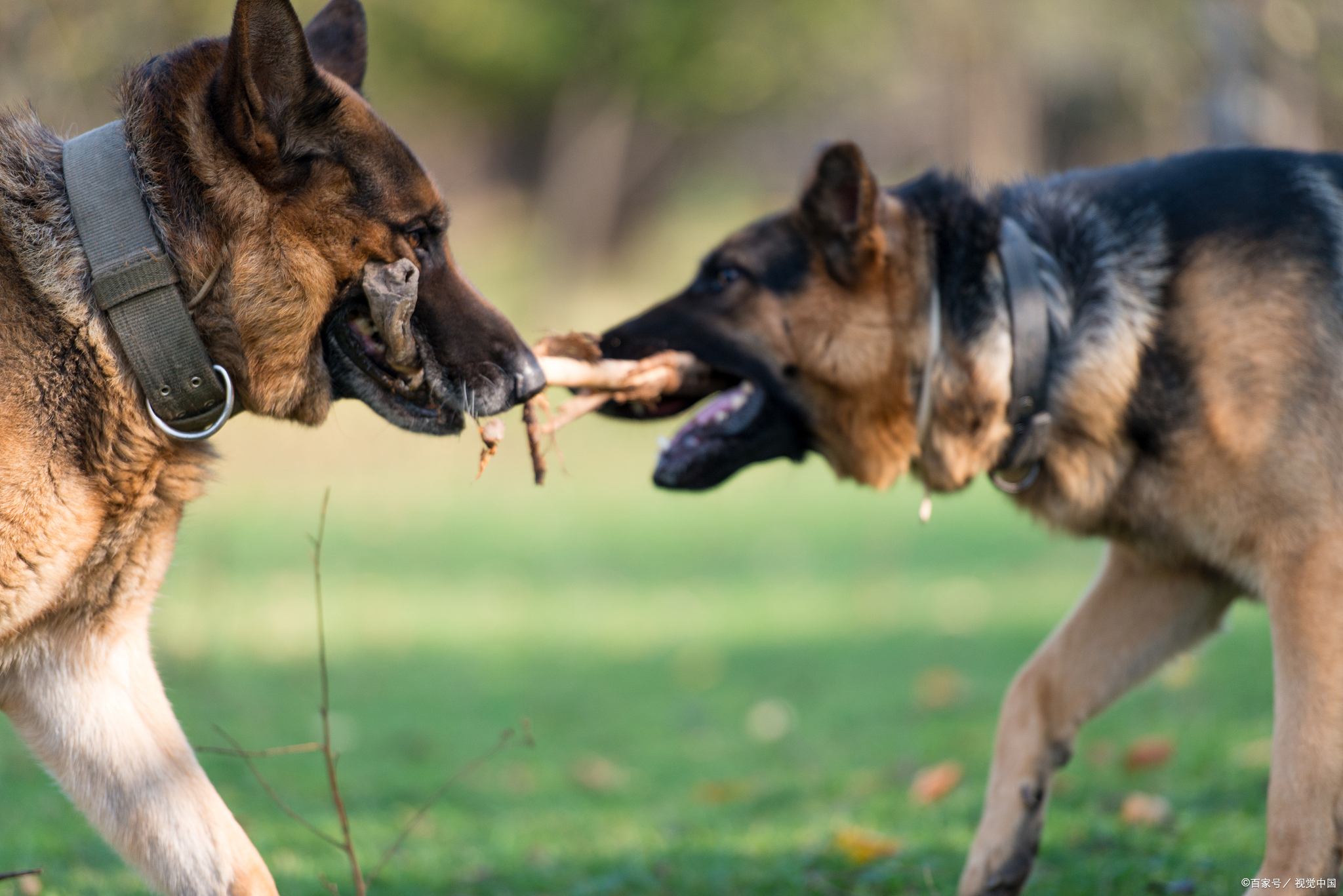 马犬vs德牧:从产地到性格,全面了解两大牧羊犬的终极差异!