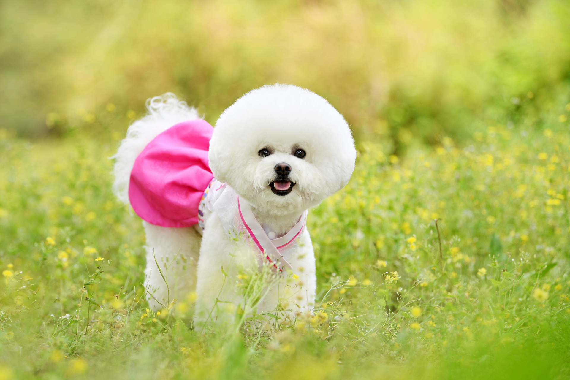 想养出健康可爱的比熊犬,需注意选购,饲养,训练和照顾等方面.