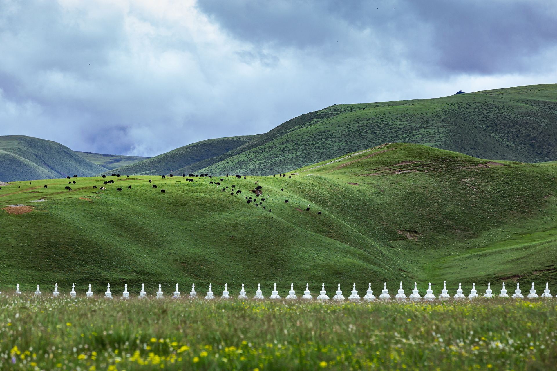 川西高寒草原,是中国最美的六大草原之一,被誉为香格里拉核心区.