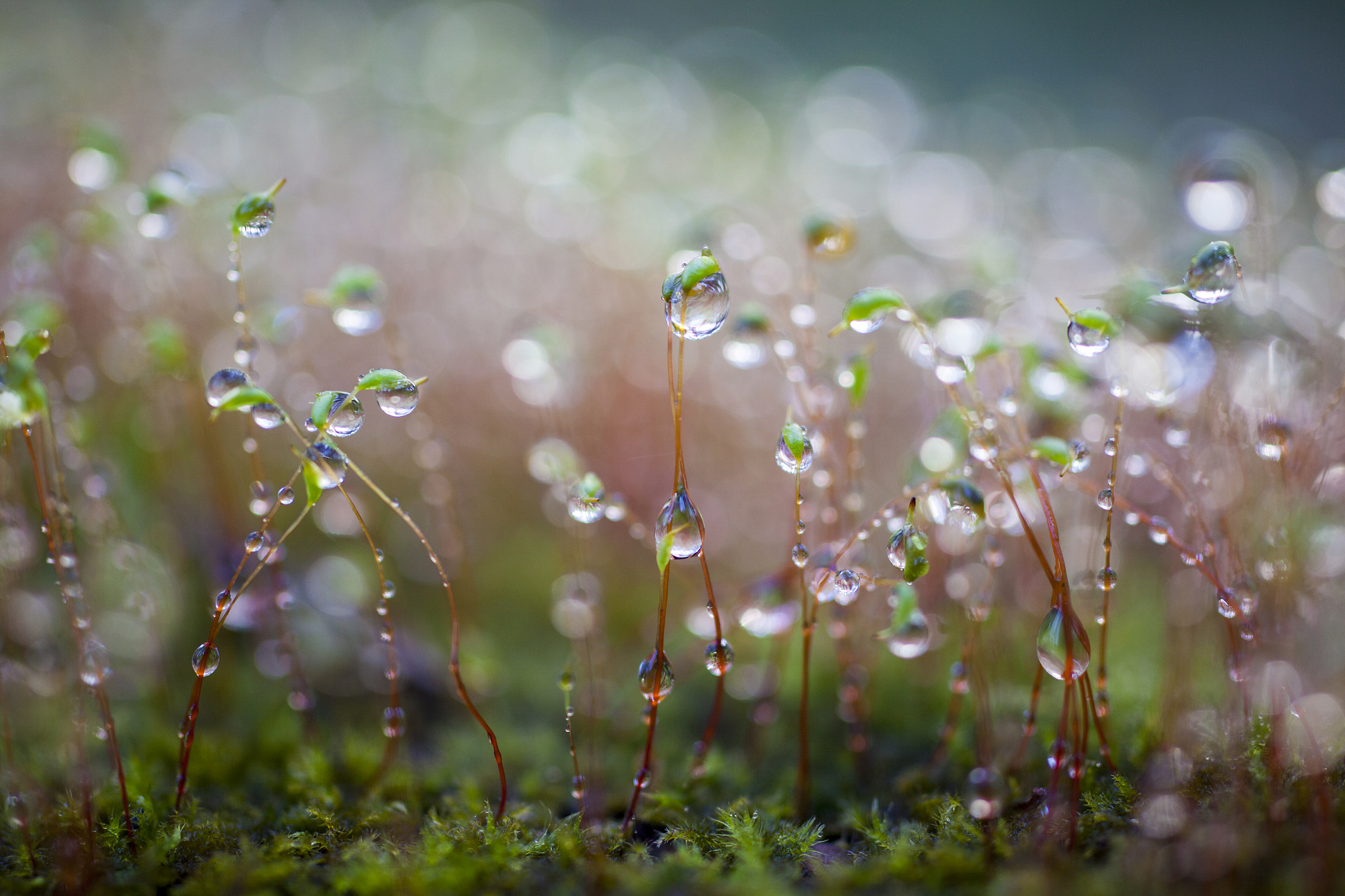 爱,是晨曦中那一滴甘露,滋养着心灵的每一寸土地;是夜空中最亮的星