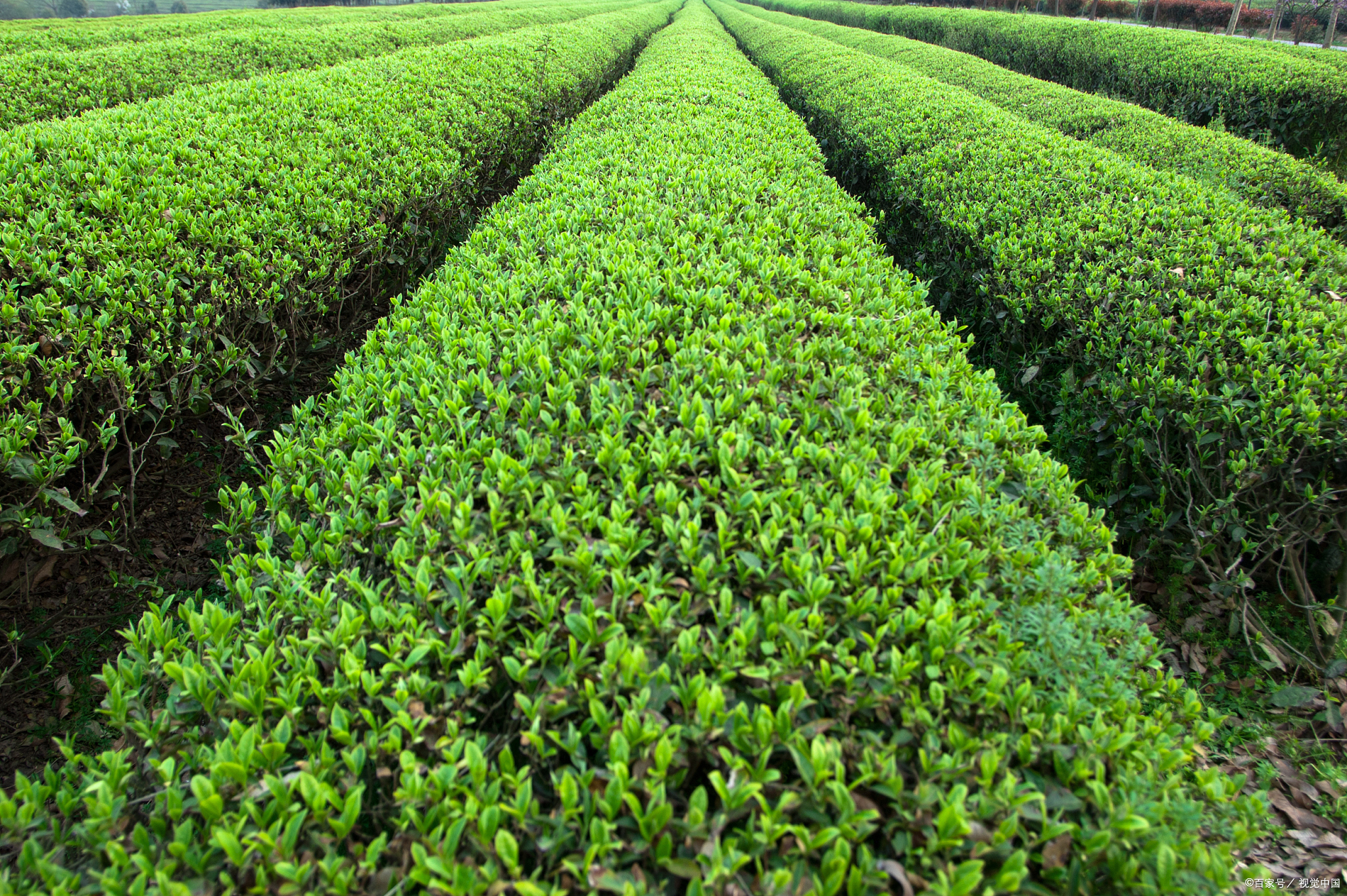 小叶福建茶养殖方法和注意事项