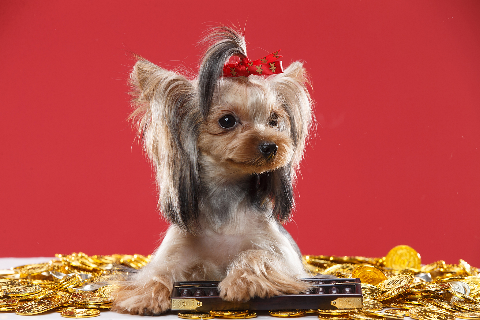 约克夏(yorkshire terrier)是一种小型犬种,其毛色可能会在成长固程