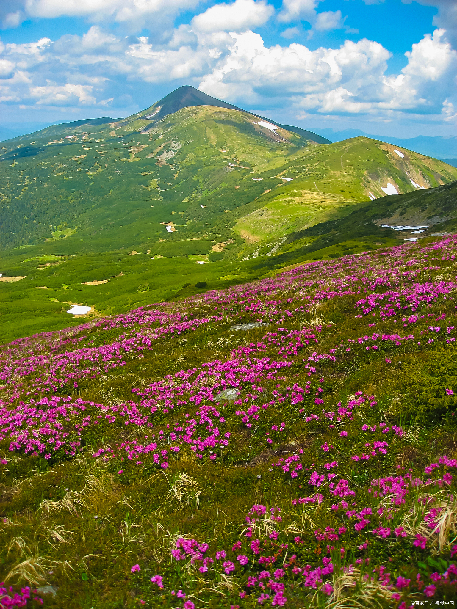 汤池沟高山草甸,绿野铺天野花点缀,春夏踏青超惬意!