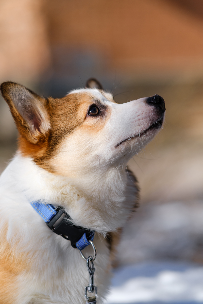 机智可爱的柯基犬 六个怪癖解读智商与深情