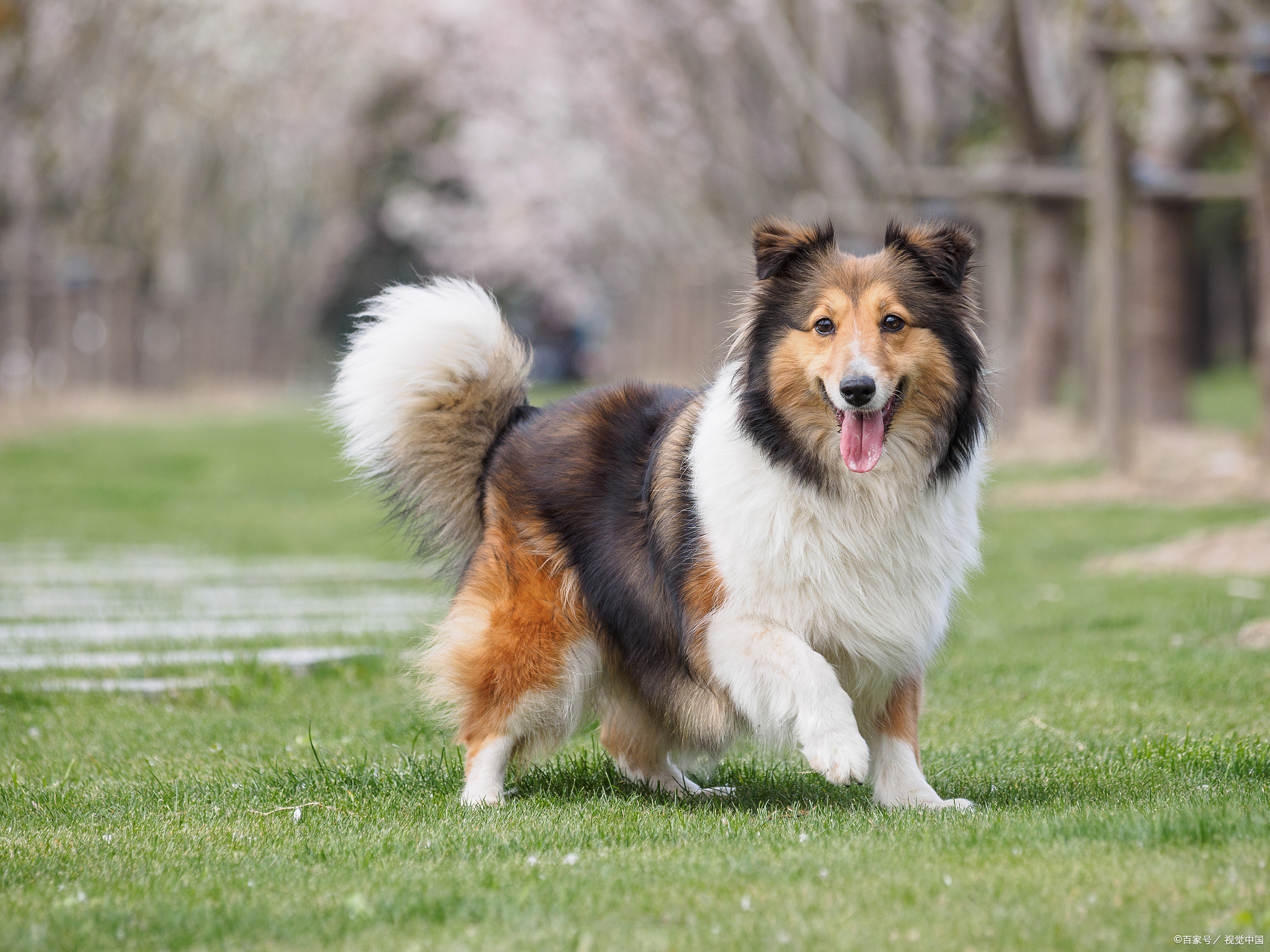 喜乐蒂牧羊犬:专业解读鲜有人养的背后,探索其挑战与独特之美