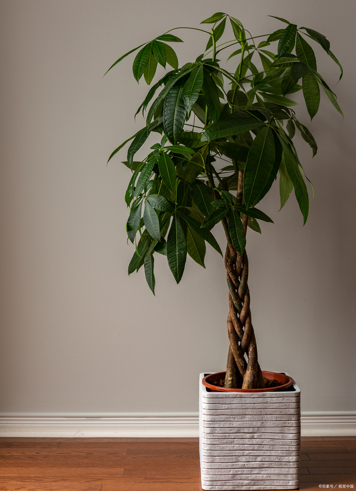 发财树喜干还是喜湿?很多人都搞错了,难怪养不好